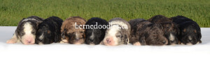 bernedoodles, bernedoodle puppies, bernedoodlees for sale, bernedoodles in canada, tri colour bernedoodles, tri colour, tri colour bernedoodles, tri colour bernedoodles, bernedoodles, bernedoodle breeders, bernedoodle breeders, bernedoodles, bernedoodles, bernedoodles. bernedoodle puppies for sale, berniedoodles, bernadoodles, bernesedoodles, bernedoodles, bernedoodles, bernedoodles, bernedoodle, bernedoodle, bernedoodle, bernedoodle, bernedoodle, bernedoodle puppies, bernedoodle breeders, bernedoodles, bernedoodle puppies, available bernedoodle puppies, available Bernedoodle puppies, tri colour bernedoodle,bernedoodle, bernedoodle, bernedoodle, bernedoodle, bernedoodles, bernedoodle puppies Ontario, bernedoodle, bernedooodle, bernedoodle, bernedoodle, bernedoodle, bernedoodle, bernedoodles, bernedoodle puppies, bernedoodle puppy, bernedoodle breeder in Canada, bernedoodle breeder in Ontario, bernedoodles, bernedoodles for sale, bernedoodles, Willow Brooke Bernedoodles, bernadoodles, available puppies, available Bernedoodle puppies, bernedoodles British Columbia, bernedoodles Alberta, bernedoodles Ontario, bernedoodles Toronto, bernedoodles Quebec, bernedoodles Nova Scotia, bernedoodles Newfoundland, bernedoodles New Brunswick, Bernese mountain dog, labradoodles, goldendoodles, bernedoodles, swiss ridge, swiss ridge kennel, swiss ridge bernedoodles, bernadoodles, berniedoodles, bernedoodles for sale, bernedoodles, bernedoodle, bernedoodle, bernedoodle, bernedoodle, bernedoodle, bernedoodle, bernedoodles, bernedoodles, bernedoodles, bernedoodle, bernedoodle puppy, bernedoodles Toronto, bernedoodles, bernedoodles, bernedoodle, bernedoodles, bernedoodle, bernedoodle, bernedoodle, bernedoodle, bernedoodle, bernedoodle, bernedoodles, bernedoodle, bernedoodles, bernedoodles, bernedoodles, Willow Brooke Bernedoodles, available Bernedoodle puppies, Bernedoodles Canada, bernedoodle, burnadoodle, berniedoodle, bernadoodle, bernadoodle, bernedoodle, bernedoodles, Bernedoodles, Bernese Mountain Dog, Poodle, Standard Poodle, Moyan Poodle, Mini Bernedoodle, Medium Bernedoodle, Standard Bernedoodle, Bernedoodles, bernedoodle, Bernedoodle Canada, bernedoodles bernedoodles bernedoodles, bernedoodles, Willow Brooke Bernedoodles, available bernedoodles, available Bernedoodles, Bernedoodles, bernedoodles, bernedoodle, bernedoodle, bernedoodles, bernedoodle, bernedoodle, bernedoodles, bernedoodle puppy, bernedoodle, bernedoodle, bernedoodles, bernedoodles, bernedoodle, bernedoodle, bernedoodles, bernedoodle puppies, bernedoodle breeder, Ontario bernedoodle puppies, bernedoodles for sale, available bernedoodle puppies, bernedoodle litters, bernedoodles in New York, bernedoodle, bernedoodle puppy, bernedoodle puppies, bernedoodles Ontario, bernedoodle, bernadoodle, bernadoodle, bernedoodles, bernedoodle puppies for sale, puppies for sale, bernedoodle, berniedoodle, bernedoodles in ontario, bernedoodles in Canada