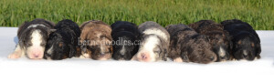 bernedoodles, bernedoodle puppies, bernedoodlees for sale, bernedoodles in canada, tri colour bernedoodles, tri colour, tri colour bernedoodles, tri colour bernedoodles, bernedoodles, bernedoodle breeders, bernedoodle breeders, bernedoodles, bernedoodles, bernedoodles. bernedoodle puppies for sale, berniedoodles, bernadoodles, bernesedoodles, bernedoodles, bernedoodles, bernedoodles, bernedoodle, bernedoodle, bernedoodle, bernedoodle, bernedoodle, bernedoodle puppies, bernedoodle breeders, bernedoodles, bernedoodle puppies, available bernedoodle puppies, available Bernedoodle puppies, tri colour bernedoodle,bernedoodle, bernedoodle, bernedoodle, bernedoodle, bernedoodles, bernedoodle puppies Ontario, bernedoodle, bernedooodle, bernedoodle, bernedoodle, bernedoodle, bernedoodle, bernedoodles, bernedoodle puppies, bernedoodle puppy, bernedoodle breeder in Canada, bernedoodle breeder in Ontario, bernedoodles, bernedoodles for sale, bernedoodles, Willow Brooke Bernedoodles, bernadoodles, available puppies, available Bernedoodle puppies, bernedoodles British Columbia, bernedoodles Alberta, bernedoodles Ontario, bernedoodles Toronto, bernedoodles Quebec, bernedoodles Nova Scotia, bernedoodles Newfoundland, bernedoodles New Brunswick, Bernese mountain dog, labradoodles, goldendoodles, bernedoodles, swiss ridge, swiss ridge kennel, swiss ridge bernedoodles, bernadoodles, berniedoodles, bernedoodles for sale, bernedoodles, bernedoodle, bernedoodle, bernedoodle, bernedoodle, bernedoodle, bernedoodle, bernedoodles, bernedoodles, bernedoodles, bernedoodle, bernedoodle puppy, bernedoodles Toronto, bernedoodles, bernedoodles, bernedoodle, bernedoodles, bernedoodle, bernedoodle, bernedoodle, bernedoodle, bernedoodle, bernedoodle, bernedoodles, bernedoodle, bernedoodles, bernedoodles, bernedoodles, Willow Brooke Bernedoodles, available Bernedoodle puppies, Bernedoodles Canada, bernedoodle, burnadoodle, berniedoodle, bernadoodle, bernadoodle, bernedoodle, bernedoodles, Bernedoodles, Bernese Mountain Dog, Poodle, Standard Poodle, Moyan Poodle, Mini Bernedoodle, Medium Bernedoodle, Standard Bernedoodle, Bernedoodles, bernedoodle, Bernedoodle Canada, bernedoodles bernedoodles bernedoodles, bernedoodles, Willow Brooke Bernedoodles, available bernedoodles, available Bernedoodles, Bernedoodles, bernedoodles, bernedoodle, bernedoodle, bernedoodles, bernedoodle, bernedoodle, bernedoodles, bernedoodle puppy, bernedoodle, bernedoodle, bernedoodles, bernedoodles, bernedoodle, bernedoodle, bernedoodles, bernedoodle puppies, bernedoodle breeder, Ontario bernedoodle puppies, bernedoodles for sale, available bernedoodle puppies, bernedoodle litters, bernedoodles in New York, bernedoodle, bernedoodle puppy, bernedoodle puppies, bernedoodles Ontario, bernedoodle, bernadoodle, bernadoodle, bernedoodles, bernedoodle puppies for sale, puppies for sale, bernedoodle, berniedoodle, bernedoodles in ontario, bernedoodles in Canada