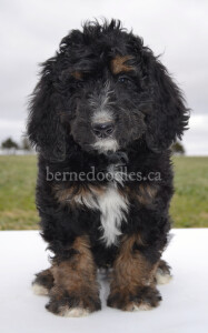 bernedoodles, bernedoodle puppies, bernedoodlees for sale, bernedoodles in canada, tri colour bernedoodles, tri colour, tri colour bernedoodles, tri colour bernedoodles, bernedoodles, bernedoodle breeders, bernedoodle breeders, bernedoodles, bernedoodles, bernedoodles. bernedoodle puppies for sale, berniedoodles, bernadoodles, bernesedoodles, bernedoodles, bernedoodles, bernedoodles, bernedoodle, bernedoodle, bernedoodle, bernedoodle, bernedoodle, bernedoodle puppies, bernedoodle breeders, bernedoodles, bernedoodle puppies, available bernedoodle puppies, available Bernedoodle puppies, tri colour bernedoodle,bernedoodle, bernedoodle, bernedoodle, bernedoodle, bernedoodles, bernedoodle puppies Ontario, bernedoodle, bernedooodle, bernedoodle, bernedoodle, bernedoodle, bernedoodle, bernedoodles, bernedoodle puppies, bernedoodle puppy, bernedoodle breeder in Canada, bernedoodle breeder in Ontario, bernedoodles, bernedoodles for sale, bernedoodles, Willow Brooke Bernedoodles, bernadoodles, available puppies, available Bernedoodle puppies, bernedoodles British Columbia, bernedoodles Alberta, bernedoodles Ontario, bernedoodles Toronto, bernedoodles Quebec, bernedoodles Nova Scotia, bernedoodles Newfoundland, bernedoodles New Brunswick, Bernese mountain dog, labradoodles, goldendoodles, bernedoodles, swiss ridge, swiss ridge kennel, swiss ridge bernedoodles, bernadoodles, berniedoodles, bernedoodles for sale, bernedoodles, bernedoodle, bernedoodle, bernedoodle, bernedoodle, bernedoodle, bernedoodle, bernedoodles, bernedoodles, bernedoodles, bernedoodle, bernedoodle puppy, bernedoodles Toronto, bernedoodles, bernedoodles, bernedoodle, bernedoodles, bernedoodle, bernedoodle, bernedoodle, bernedoodle, bernedoodle, bernedoodle, bernedoodles, bernedoodle, bernedoodles, bernedoodles, bernedoodles, Willow Brooke Bernedoodles, available Bernedoodle puppies, Bernedoodles Canada, bernedoodle, burnadoodle, berniedoodle, bernadoodle, bernadoodle, bernedoodle, bernedoodles, Bernedoodles, Bernese Mountain Dog, Poodle, Standard Poodle, Moyan Poodle, Mini Bernedoodle, Medium Bernedoodle, Standard Bernedoodle, Bernedoodles, bernedoodle, Bernedoodle Canada, bernedoodles bernedoodles bernedoodles, bernedoodles, Willow Brooke Bernedoodles, available bernedoodles, available Bernedoodles, Bernedoodles, bernedoodles, bernedoodle, bernedoodle, bernedoodles, bernedoodle, bernedoodle, bernedoodles, bernedoodle puppy, bernedoodle, bernedoodle, bernedoodles, bernedoodles, bernedoodle, bernedoodle, bernedoodles, bernedoodle puppies, bernedoodle breeder, Ontario bernedoodle puppies, bernedoodles for sale, available bernedoodle puppies, bernedoodle litters, bernedoodles in New York, bernedoodle, bernedoodle puppy, bernedoodle puppies, bernedoodles Ontario, bernedoodle, bernadoodle, bernadoodle, bernedoodles, bernedoodle puppies for sale, puppies for sale, bernedoodle, berniedoodle, bernedoodles in ontario, bernedoodles in Canada