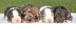 bernedoodles, bernedoodle puppies, bernedoodlees for sale, bernedoodles in canada, tri colour bernedoodles, tri colour, tri colour bernedoodles, tri colour bernedoodles, bernedoodles, bernedoodle breeders, bernedoodle breeders, bernedoodles, bernedoodles, bernedoodles. bernedoodle puppies for sale, berniedoodles, bernadoodles, bernesedoodles, bernedoodles, bernedoodles, bernedoodles, bernedoodle, bernedoodle, bernedoodle, bernedoodle, bernedoodle, bernedoodle puppies, bernedoodle breeders, bernedoodles, bernedoodle puppies, available bernedoodle puppies, available Bernedoodle puppies, tri colour bernedoodle,bernedoodle, bernedoodle, bernedoodle, bernedoodle, bernedoodles, bernedoodle puppies Ontario, bernedoodle, bernedooodle, bernedoodle, bernedoodle, bernedoodle, bernedoodle, bernedoodles, bernedoodle puppies, bernedoodle puppy, bernedoodle breeder in Canada, bernedoodle breeder in Ontario, bernedoodles, bernedoodles for sale, bernedoodles, Willow Brooke Bernedoodles, bernadoodles, available puppies, available Bernedoodle puppies, bernedoodles British Columbia, bernedoodles Alberta, bernedoodles Ontario, bernedoodles Toronto, bernedoodles Quebec, bernedoodles Nova Scotia, bernedoodles Newfoundland, bernedoodles New Brunswick, Bernese mountain dog, labradoodles, goldendoodles, bernedoodles, swiss ridge, swiss ridge kennel, swiss ridge bernedoodles, bernadoodles, berniedoodles, bernedoodles for sale, bernedoodles, bernedoodle, bernedoodle, bernedoodle, bernedoodle, bernedoodle, bernedoodle, bernedoodles, bernedoodles, bernedoodles, bernedoodle, bernedoodle puppy, bernedoodles Toronto, bernedoodles, bernedoodles, bernedoodle, bernedoodles, bernedoodle, bernedoodle, bernedoodle, bernedoodle, bernedoodle, bernedoodle, bernedoodles, bernedoodle, bernedoodles, bernedoodles, bernedoodles, Willow Brooke Bernedoodles, available Bernedoodle puppies, Bernedoodles Canada, bernedoodle, burnadoodle, berniedoodle, bernadoodle, bernadoodle, bernedoodle, bernedoodles, Bernedoodles, Bernese Mountain Dog, Poodle, Standard Poodle, Moyan Poodle, Mini Bernedoodle, Medium Bernedoodle, Standard Bernedoodle, Bernedoodles, bernedoodle, Bernedoodle Canada, bernedoodles bernedoodles bernedoodles, bernedoodles, Willow Brooke Bernedoodles, available bernedoodles, available Bernedoodles, Bernedoodles, bernedoodles, bernedoodle, bernedoodle, bernedoodles, bernedoodle, bernedoodle, bernedoodles, bernedoodle puppy, bernedoodle, bernedoodle, bernedoodles, bernedoodles, bernedoodle, bernedoodle, bernedoodles, bernedoodle puppies, bernedoodle breeder, Ontario bernedoodle puppies, bernedoodles for sale, available bernedoodle puppies, bernedoodle litters, bernedoodles in New York, bernedoodle, bernedoodle puppy, bernedoodle puppies, bernedoodles Ontario, bernedoodle, bernadoodle, bernadoodle, bernedoodles, bernedoodle puppies for sale, puppies for sale, bernedoodle, berniedoodle, bernedoodles in ontario, bernedoodles in Canada