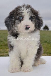 bernedoodles, bernedoodle puppies, bernedoodlees for sale, bernedoodles in canada, tri colour bernedoodles, tri colour, tri colour bernedoodles, tri colour bernedoodles, bernedoodles, bernedoodle breeders, bernedoodle breeders, bernedoodles, bernedoodles, bernedoodles. bernedoodle puppies for sale, berniedoodles, bernadoodles, bernesedoodles, bernedoodles, bernedoodles, bernedoodles, bernedoodle, bernedoodle, bernedoodle, bernedoodle, bernedoodle, bernedoodle puppies, bernedoodle breeders, bernedoodles, bernedoodle puppies, available bernedoodle puppies, available Bernedoodle puppies, tri colour bernedoodle,bernedoodle, bernedoodle, bernedoodle, bernedoodle, bernedoodles, bernedoodle puppies Ontario, bernedoodle, bernedooodle, bernedoodle, bernedoodle, bernedoodle, bernedoodle, bernedoodles, bernedoodle puppies, bernedoodle puppy, bernedoodle breeder in Canada, bernedoodle breeder in Ontario, bernedoodles, bernedoodles for sale, bernedoodles, Willow Brooke Bernedoodles, bernadoodles, available puppies, available Bernedoodle puppies, bernedoodles British Columbia, bernedoodles Alberta, bernedoodles Ontario, bernedoodles Toronto, bernedoodles Quebec, bernedoodles Nova Scotia, bernedoodles Newfoundland, bernedoodles New Brunswick, Bernese mountain dog, labradoodles, goldendoodles, bernedoodles, swiss ridge, swiss ridge kennel, swiss ridge bernedoodles, bernadoodles, berniedoodles, bernedoodles for sale, bernedoodles, bernedoodle, bernedoodle, bernedoodle, bernedoodle, bernedoodle, bernedoodle, bernedoodles, bernedoodles, bernedoodles, bernedoodle, bernedoodle puppy, bernedoodles Toronto, bernedoodles, bernedoodles, bernedoodle, bernedoodles, bernedoodle, bernedoodle, bernedoodle, bernedoodle, bernedoodle, bernedoodle, bernedoodles, bernedoodle, bernedoodles, bernedoodles, bernedoodles, Willow Brooke Bernedoodles, available Bernedoodle puppies, Bernedoodles Canada, bernedoodle, burnadoodle, berniedoodle, bernadoodle, bernadoodle, bernedoodle, bernedoodles, Bernedoodles, Bernese Mountain Dog, Poodle, Standard Poodle, Moyan Poodle, Mini Bernedoodle, Medium Bernedoodle, Standard Bernedoodle, Bernedoodles, bernedoodle, Bernedoodle Canada, bernedoodles bernedoodles bernedoodles, bernedoodles, Willow Brooke Bernedoodles, available bernedoodles, available Bernedoodles, Bernedoodles, bernedoodles, bernedoodle, bernedoodle, bernedoodles, bernedoodle, bernedoodle, bernedoodles, bernedoodle puppy, bernedoodle, bernedoodle, bernedoodles, bernedoodles, bernedoodle, bernedoodle, bernedoodles, bernedoodle puppies, bernedoodle breeder, Ontario bernedoodle puppies, bernedoodles for sale, available bernedoodle puppies, bernedoodle litters, bernedoodles in New York, bernedoodle, bernedoodle puppy, bernedoodle puppies, bernedoodles Ontario, bernedoodle, bernadoodle, bernadoodle, bernedoodles, bernedoodle puppies for sale, puppies for sale, bernedoodle, berniedoodle, bernedoodles in ontario, bernedoodles in Canada