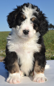 bernedoodles, bernedoodle puppies, bernedoodlees for sale, bernedoodles in canada, tri colour bernedoodles, tri colour, tri colour bernedoodles, tri colour bernedoodles, bernedoodles, bernedoodle breeders, bernedoodle breeders, bernedoodles, bernedoodles, bernedoodles. bernedoodle puppies for sale, berniedoodles, bernadoodles, bernesedoodles, bernedoodles, bernedoodles, bernedoodles, bernedoodle, bernedoodle, bernedoodle, bernedoodle, bernedoodle, bernedoodle puppies, bernedoodle breeders, bernedoodles, bernedoodle puppies, available bernedoodle puppies, available Bernedoodle puppies, tri colour bernedoodle,bernedoodle, bernedoodle, bernedoodle, bernedoodle, bernedoodles, bernedoodle puppies Ontario, bernedoodle, bernedooodle, bernedoodle, bernedoodle, bernedoodle, bernedoodle, bernedoodles, bernedoodle puppies, bernedoodle puppy, bernedoodle breeder in Canada, bernedoodle breeder in Ontario, bernedoodles, bernedoodles for sale, bernedoodles, Willow Brooke Bernedoodles, bernadoodles, available puppies, available Bernedoodle puppies, bernedoodles British Columbia, bernedoodles Alberta, bernedoodles Ontario, bernedoodles Toronto, bernedoodles Quebec, bernedoodles Nova Scotia, bernedoodles Newfoundland, bernedoodles New Brunswick, Bernese mountain dog, labradoodles, goldendoodles, bernedoodles, swiss ridge, swiss ridge kennel, swiss ridge bernedoodles, bernadoodles, berniedoodles, bernedoodles for sale, bernedoodles, bernedoodle, bernedoodle, bernedoodle, bernedoodle, bernedoodle, bernedoodle, bernedoodles, bernedoodles, bernedoodles, bernedoodle, bernedoodle puppy, bernedoodles Toronto, bernedoodles, bernedoodles, bernedoodle, bernedoodles, bernedoodle, bernedoodle, bernedoodle, bernedoodle, bernedoodle, bernedoodle, bernedoodles, bernedoodle, bernedoodles, bernedoodles, bernedoodles, Willow Brooke Bernedoodles, available Bernedoodle puppies, Bernedoodles Canada, bernedoodle, burnadoodle, berniedoodle, bernadoodle, bernadoodle, bernedoodle, bernedoodles, Bernedoodles, Bernese Mountain Dog, Poodle, Standard Poodle, Moyan Poodle, Mini Bernedoodle, Medium Bernedoodle, Standard Bernedoodle, Bernedoodles, bernedoodle, Bernedoodle Canada, bernedoodles bernedoodles bernedoodles, bernedoodles, Willow Brooke Bernedoodles, available bernedoodles, available Bernedoodles, Bernedoodles, bernedoodles, bernedoodle, bernedoodle, bernedoodles, bernedoodle, bernedoodle, bernedoodles, bernedoodle puppy, bernedoodle, bernedoodle, bernedoodles, bernedoodles, bernedoodle, bernedoodle, bernedoodles, bernedoodle puppies, bernedoodle breeder, Ontario bernedoodle puppies, bernedoodles for sale, available bernedoodle puppies, bernedoodle litters, bernedoodles in New York, bernedoodle, bernedoodle puppy, bernedoodle puppies, bernedoodles Ontario, bernedoodle, bernadoodle, bernadoodle, bernedoodles, bernedoodle puppies for sale, puppies for sale, bernedoodle, berniedoodle, bernedoodles in ontario, bernedoodles in Canada