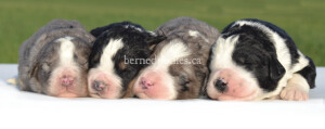 bernedoodles, bernedoodle puppies, bernedoodlees for sale, bernedoodles in canada, tri colour bernedoodles, tri colour, tri colour bernedoodles, tri colour bernedoodles, bernedoodles, bernedoodle breeders, bernedoodle breeders, bernedoodles, bernedoodles, bernedoodles. bernedoodle puppies for sale, berniedoodles, bernadoodles, bernesedoodles, bernedoodles, bernedoodles, bernedoodles, bernedoodle, bernedoodle, bernedoodle, bernedoodle, bernedoodle, bernedoodle puppies, bernedoodle breeders, bernedoodles, bernedoodle puppies, available bernedoodle puppies, available Bernedoodle puppies, tri colour bernedoodle,bernedoodle, bernedoodle, bernedoodle, bernedoodle, bernedoodles, bernedoodle puppies Ontario, bernedoodle, bernedooodle, bernedoodle, bernedoodle, bernedoodle, bernedoodle, bernedoodles, bernedoodle puppies, bernedoodle puppy, bernedoodle breeder in Canada, bernedoodle breeder in Ontario, bernedoodles, bernedoodles for sale, bernedoodles, Willow Brooke Bernedoodles, bernadoodles, available puppies, available Bernedoodle puppies, bernedoodles British Columbia, bernedoodles Alberta, bernedoodles Ontario, bernedoodles Toronto, bernedoodles Quebec, bernedoodles Nova Scotia, bernedoodles Newfoundland, bernedoodles New Brunswick, Bernese mountain dog, labradoodles, goldendoodles, bernedoodles, swiss ridge, swiss ridge kennel, swiss ridge bernedoodles, bernadoodles, berniedoodles, bernedoodles for sale, bernedoodles, bernedoodle, bernedoodle, bernedoodle, bernedoodle, bernedoodle, bernedoodle, bernedoodles, bernedoodles, bernedoodles, bernedoodle, bernedoodle puppy, bernedoodles Toronto, bernedoodles, bernedoodles, bernedoodle, bernedoodles, bernedoodle, bernedoodle, bernedoodle, bernedoodle, bernedoodle, bernedoodle, bernedoodles, bernedoodle, bernedoodles, bernedoodles, bernedoodles, Willow Brooke Bernedoodles, available Bernedoodle puppies, Bernedoodles Canada, bernedoodle, burnadoodle, berniedoodle, bernadoodle, bernadoodle, bernedoodle, bernedoodles, Bernedoodles, Bernese Mountain Dog, Poodle, Standard Poodle, Moyan Poodle, Mini Bernedoodle, Medium Bernedoodle, Standard Bernedoodle, Bernedoodles, bernedoodle, Bernedoodle Canada, bernedoodles bernedoodles bernedoodles, bernedoodles, Willow Brooke Bernedoodles, available bernedoodles, available Bernedoodles, Bernedoodles, bernedoodles, bernedoodle, bernedoodle, bernedoodles, bernedoodle, bernedoodle, bernedoodles, bernedoodle puppy, bernedoodle, bernedoodle, bernedoodles, bernedoodles, bernedoodle, bernedoodle, bernedoodles, bernedoodle puppies, bernedoodle breeder, Ontario bernedoodle puppies, bernedoodles for sale, available bernedoodle puppies, bernedoodle litters, bernedoodles in New York, bernedoodle, bernedoodle puppy, bernedoodle puppies, bernedoodles Ontario, bernedoodle, bernadoodle, bernadoodle, bernedoodles, bernedoodle puppies for sale, puppies for sale, bernedoodle, berniedoodle, bernedoodles in ontario, bernedoodles in Canada