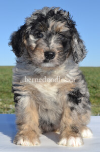 bernedoodles, bernedoodle puppies, bernedoodlees for sale, bernedoodles in canada, tri colour bernedoodles, tri colour, tri colour bernedoodles, tri colour bernedoodles, bernedoodles, bernedoodle breeders, bernedoodle breeders, bernedoodles, bernedoodles, bernedoodles. bernedoodle puppies for sale, berniedoodles, bernadoodles, bernesedoodles, bernedoodles, bernedoodles, bernedoodles, bernedoodle, bernedoodle, bernedoodle, bernedoodle, bernedoodle, bernedoodle puppies, bernedoodle breeders, bernedoodles, bernedoodle puppies, available bernedoodle puppies, available Bernedoodle puppies, tri colour bernedoodle,bernedoodle, bernedoodle, bernedoodle, bernedoodle, bernedoodles, bernedoodle puppies Ontario, bernedoodle, bernedooodle, bernedoodle, bernedoodle, bernedoodle, bernedoodle, bernedoodles, bernedoodle puppies, bernedoodle puppy, bernedoodle breeder in Canada, bernedoodle breeder in Ontario, bernedoodles, bernedoodles for sale, bernedoodles, Willow Brooke Bernedoodles, bernadoodles, available puppies, available Bernedoodle puppies, bernedoodles British Columbia, bernedoodles Alberta, bernedoodles Ontario, bernedoodles Toronto, bernedoodles Quebec, bernedoodles Nova Scotia, bernedoodles Newfoundland, bernedoodles New Brunswick, Bernese mountain dog, labradoodles, goldendoodles, bernedoodles, swiss ridge, swiss ridge kennel, swiss ridge bernedoodles, bernadoodles, berniedoodles, bernedoodles for sale, bernedoodles, bernedoodle, bernedoodle, bernedoodle, bernedoodle, bernedoodle, bernedoodle, bernedoodles, bernedoodles, bernedoodles, bernedoodle, bernedoodle puppy, bernedoodles Toronto, bernedoodles, bernedoodles, bernedoodle, bernedoodles, bernedoodle, bernedoodle, bernedoodle, bernedoodle, bernedoodle, bernedoodle, bernedoodles, bernedoodle, bernedoodles, bernedoodles, bernedoodles, Willow Brooke Bernedoodles, available Bernedoodle puppies, Bernedoodles Canada, bernedoodle, burnadoodle, berniedoodle, bernadoodle, bernadoodle, bernedoodle, bernedoodles, Bernedoodles, Bernese Mountain Dog, Poodle, Standard Poodle, Moyan Poodle, Mini Bernedoodle, Medium Bernedoodle, Standard Bernedoodle, Bernedoodles, bernedoodle, Bernedoodle Canada, bernedoodles bernedoodles bernedoodles, bernedoodles, Willow Brooke Bernedoodles, available bernedoodles, available Bernedoodles, Bernedoodles, bernedoodles, bernedoodle, bernedoodle, bernedoodles, bernedoodle, bernedoodle, bernedoodles, bernedoodle puppy, bernedoodle, bernedoodle, bernedoodles, bernedoodles, bernedoodle, bernedoodle, bernedoodles, bernedoodle puppies, bernedoodle breeder, Ontario bernedoodle puppies, bernedoodles for sale, available bernedoodle puppies, bernedoodle litters, bernedoodles in New York, bernedoodle, bernedoodle puppy, bernedoodle puppies, bernedoodles Ontario, bernedoodle, bernadoodle, bernadoodle, bernedoodles, bernedoodle puppies for sale, puppies for sale, bernedoodle, berniedoodle, bernedoodles in ontario, bernedoodles in Canada