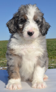 bernedoodles, bernedoodle puppies, bernedoodlees for sale, bernedoodles in canada, tri colour bernedoodles, tri colour, tri colour bernedoodles, tri colour bernedoodles, bernedoodles, bernedoodle breeders, bernedoodle breeders, bernedoodles, bernedoodles, bernedoodles. bernedoodle puppies for sale, berniedoodles, bernadoodles, bernesedoodles, bernedoodles, bernedoodles, bernedoodles, bernedoodle, bernedoodle, bernedoodle, bernedoodle, bernedoodle, bernedoodle puppies, bernedoodle breeders, bernedoodles, bernedoodle puppies, available bernedoodle puppies, available Bernedoodle puppies, tri colour bernedoodle,bernedoodle, bernedoodle, bernedoodle, bernedoodle, bernedoodles, bernedoodle puppies Ontario, bernedoodle, bernedooodle, bernedoodle, bernedoodle, bernedoodle, bernedoodle, bernedoodles, bernedoodle puppies, bernedoodle puppy, bernedoodle breeder in Canada, bernedoodle breeder in Ontario, bernedoodles, bernedoodles for sale, bernedoodles, Willow Brooke Bernedoodles, bernadoodles, available puppies, available Bernedoodle puppies, bernedoodles British Columbia, bernedoodles Alberta, bernedoodles Ontario, bernedoodles Toronto, bernedoodles Quebec, bernedoodles Nova Scotia, bernedoodles Newfoundland, bernedoodles New Brunswick, Bernese mountain dog, labradoodles, goldendoodles, bernedoodles, swiss ridge, swiss ridge kennel, swiss ridge bernedoodles, bernadoodles, berniedoodles, bernedoodles for sale, bernedoodles, bernedoodle, bernedoodle, bernedoodle, bernedoodle, bernedoodle, bernedoodle, bernedoodles, bernedoodles, bernedoodles, bernedoodle, bernedoodle puppy, bernedoodles Toronto, bernedoodles, bernedoodles, bernedoodle, bernedoodles, bernedoodle, bernedoodle, bernedoodle, bernedoodle, bernedoodle, bernedoodle, bernedoodles, bernedoodle, bernedoodles, bernedoodles, bernedoodles, Willow Brooke Bernedoodles, available Bernedoodle puppies, Bernedoodles Canada, bernedoodle, burnadoodle, berniedoodle, bernadoodle, bernadoodle, bernedoodle, bernedoodles, Bernedoodles, Bernese Mountain Dog, Poodle, Standard Poodle, Moyan Poodle, Mini Bernedoodle, Medium Bernedoodle, Standard Bernedoodle, Bernedoodles, bernedoodle, Bernedoodle Canada, bernedoodles bernedoodles bernedoodles, bernedoodles, Willow Brooke Bernedoodles, available bernedoodles, available Bernedoodles, Bernedoodles, bernedoodles, bernedoodle, bernedoodle, bernedoodles, bernedoodle, bernedoodle, bernedoodles, bernedoodle puppy, bernedoodle, bernedoodle, bernedoodles, bernedoodles, bernedoodle, bernedoodle, bernedoodles, bernedoodle puppies, bernedoodle breeder, Ontario bernedoodle puppies, bernedoodles for sale, available bernedoodle puppies, bernedoodle litters, bernedoodles in New York, bernedoodle, bernedoodle puppy, bernedoodle puppies, bernedoodles Ontario, bernedoodle, bernadoodle, bernadoodle, bernedoodles, bernedoodle puppies for sale, puppies for sale, bernedoodle, berniedoodle, bernedoodles in ontario, bernedoodles in Canada