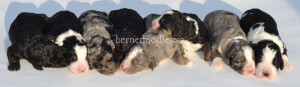 bernedoodles, bernedoodle puppies, bernedoodlees for sale, bernedoodles in canada, tri colour bernedoodles, tri colour, tri colour bernedoodles, tri colour bernedoodles, bernedoodles, bernedoodle breeders, bernedoodle breeders, bernedoodles, bernedoodles, bernedoodles. bernedoodle puppies for sale, berniedoodles, bernadoodles, bernesedoodles, bernedoodles, bernedoodles, bernedoodles, bernedoodle, bernedoodle, bernedoodle, bernedoodle, bernedoodle, bernedoodle puppies, bernedoodle breeders, bernedoodles, bernedoodle puppies, available bernedoodle puppies, available Bernedoodle puppies, tri colour bernedoodle,bernedoodle, bernedoodle, bernedoodle, bernedoodle, bernedoodles, bernedoodle puppies Ontario, bernedoodle, bernedooodle, bernedoodle, bernedoodle, bernedoodle, bernedoodle, bernedoodles, bernedoodle puppies, bernedoodle puppy, bernedoodle breeder in Canada, bernedoodle breeder in Ontario, bernedoodles, bernedoodles for sale, bernedoodles, Willow Brooke Bernedoodles, bernadoodles, available puppies, available Bernedoodle puppies, bernedoodles British Columbia, bernedoodles Alberta, bernedoodles Ontario, bernedoodles Toronto, bernedoodles Quebec, bernedoodles Nova Scotia, bernedoodles Newfoundland, bernedoodles New Brunswick, Bernese mountain dog, labradoodles, goldendoodles, bernedoodles, swiss ridge, swiss ridge kennel, swiss ridge bernedoodles, bernadoodles, berniedoodles, bernedoodles for sale, bernedoodles, bernedoodle, bernedoodle, bernedoodle, bernedoodle, bernedoodle, bernedoodle, bernedoodles, bernedoodles, bernedoodles, bernedoodle, bernedoodle puppy, bernedoodles Toronto, bernedoodles, bernedoodles, bernedoodle, bernedoodles, bernedoodle, bernedoodle, bernedoodle, bernedoodle, bernedoodle, bernedoodle, bernedoodles, bernedoodle, bernedoodles, bernedoodles, bernedoodles, Willow Brooke Bernedoodles, available Bernedoodle puppies, Bernedoodles Canada, bernedoodle, burnadoodle, berniedoodle, bernadoodle, bernadoodle, bernedoodle, bernedoodles, Bernedoodles, Bernese Mountain Dog, Poodle, Standard Poodle, Moyan Poodle, Mini Bernedoodle, Medium Bernedoodle, Standard Bernedoodle, Bernedoodles, bernedoodle, Bernedoodle Canada, bernedoodles bernedoodles bernedoodles, bernedoodles, Willow Brooke Bernedoodles, available bernedoodles, available Bernedoodles, Bernedoodles, bernedoodles, bernedoodle, bernedoodle, bernedoodles, bernedoodle, bernedoodle, bernedoodles, bernedoodle puppy, bernedoodle, bernedoodle, bernedoodles, bernedoodles, bernedoodle, bernedoodle, bernedoodles, bernedoodle puppies, bernedoodle breeder, Ontario bernedoodle puppies, bernedoodles for sale, available bernedoodle puppies, bernedoodle litters, bernedoodles in New York, bernedoodle, bernedoodle puppy, bernedoodle puppies, bernedoodles Ontario, bernedoodle, bernadoodle, bernadoodle, bernedoodles, bernedoodle puppies for sale, puppies for sale, bernedoodle, berniedoodle, bernedoodles in ontario, bernedoodles in Canada