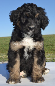 bernedoodles, bernedoodle puppies, bernedoodlees for sale, bernedoodles in canada, tri colour bernedoodles, tri colour, tri colour bernedoodles, tri colour bernedoodles, bernedoodles, bernedoodle breeders, bernedoodle breeders, bernedoodles, bernedoodles, bernedoodles. bernedoodle puppies for sale, berniedoodles, bernadoodles, bernesedoodles, bernedoodles, bernedoodles, bernedoodles, bernedoodle, bernedoodle, bernedoodle, bernedoodle, bernedoodle, bernedoodle puppies, bernedoodle breeders, bernedoodles, bernedoodle puppies, available bernedoodle puppies, available Bernedoodle puppies, tri colour bernedoodle,bernedoodle, bernedoodle, bernedoodle, bernedoodle, bernedoodles, bernedoodle puppies Ontario, bernedoodle, bernedooodle, bernedoodle, bernedoodle, bernedoodle, bernedoodle, bernedoodles, bernedoodle puppies, bernedoodle puppy, bernedoodle breeder in Canada, bernedoodle breeder in Ontario, bernedoodles, bernedoodles for sale, bernedoodles, Willow Brooke Bernedoodles, bernadoodles, available puppies, available Bernedoodle puppies, bernedoodles British Columbia, bernedoodles Alberta, bernedoodles Ontario, bernedoodles Toronto, bernedoodles Quebec, bernedoodles Nova Scotia, bernedoodles Newfoundland, bernedoodles New Brunswick, Bernese mountain dog, labradoodles, goldendoodles, bernedoodles, swiss ridge, swiss ridge kennel, swiss ridge bernedoodles, bernadoodles, berniedoodles, bernedoodles for sale, bernedoodles, bernedoodle, bernedoodle, bernedoodle, bernedoodle, bernedoodle, bernedoodle, bernedoodles, bernedoodles, bernedoodles, bernedoodle, bernedoodle puppy, bernedoodles Toronto, bernedoodles, bernedoodles, bernedoodle, bernedoodles, bernedoodle, bernedoodle, bernedoodle, bernedoodle, bernedoodle, bernedoodle, bernedoodles, bernedoodle, bernedoodles, bernedoodles, bernedoodles, Willow Brooke Bernedoodles, available Bernedoodle puppies, Bernedoodles Canada, bernedoodle, burnadoodle, berniedoodle, bernadoodle, bernadoodle, bernedoodle, bernedoodles, Bernedoodles, Bernese Mountain Dog, Poodle, Standard Poodle, Moyan Poodle, Mini Bernedoodle, Medium Bernedoodle, Standard Bernedoodle, Bernedoodles, bernedoodle, Bernedoodle Canada, bernedoodles bernedoodles bernedoodles, bernedoodles, Willow Brooke Bernedoodles, available bernedoodles, available Bernedoodles, Bernedoodles, bernedoodles, bernedoodle, bernedoodle, bernedoodles, bernedoodle, bernedoodle, bernedoodles, bernedoodle puppy, bernedoodle, bernedoodle, bernedoodles, bernedoodles, bernedoodle, bernedoodle, bernedoodles, bernedoodle puppies, bernedoodle breeder, Ontario bernedoodle puppies, bernedoodles for sale, available bernedoodle puppies, bernedoodle litters, bernedoodles in New York, bernedoodle, bernedoodle puppy, bernedoodle puppies, bernedoodles Ontario, bernedoodle, bernadoodle, bernadoodle, bernedoodles, bernedoodle puppies for sale, puppies for sale, bernedoodle, berniedoodle, bernedoodles in ontario, bernedoodles in Canada