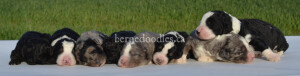 bernedoodles, bernedoodle puppies, bernedoodlees for sale, bernedoodles in canada, tri colour bernedoodles, tri colour, tri colour bernedoodles, tri colour bernedoodles, bernedoodles, bernedoodle breeders, bernedoodle breeders, bernedoodles, bernedoodles, bernedoodles. bernedoodle puppies for sale, berniedoodles, bernadoodles, bernesedoodles, bernedoodles, bernedoodles, bernedoodles, bernedoodle, bernedoodle, bernedoodle, bernedoodle, bernedoodle, bernedoodle puppies, bernedoodle breeders, bernedoodles, bernedoodle puppies, available bernedoodle puppies, available Bernedoodle puppies, tri colour bernedoodle,bernedoodle, bernedoodle, bernedoodle, bernedoodle, bernedoodles, bernedoodle puppies Ontario, bernedoodle, bernedooodle, bernedoodle, bernedoodle, bernedoodle, bernedoodle, bernedoodles, bernedoodle puppies, bernedoodle puppy, bernedoodle breeder in Canada, bernedoodle breeder in Ontario, bernedoodles, bernedoodles for sale, bernedoodles, Willow Brooke Bernedoodles, bernadoodles, available puppies, available Bernedoodle puppies, bernedoodles British Columbia, bernedoodles Alberta, bernedoodles Ontario, bernedoodles Toronto, bernedoodles Quebec, bernedoodles Nova Scotia, bernedoodles Newfoundland, bernedoodles New Brunswick, Bernese mountain dog, labradoodles, goldendoodles, bernedoodles, swiss ridge, swiss ridge kennel, swiss ridge bernedoodles, bernadoodles, berniedoodles, bernedoodles for sale, bernedoodles, bernedoodle, bernedoodle, bernedoodle, bernedoodle, bernedoodle, bernedoodle, bernedoodles, bernedoodles, bernedoodles, bernedoodle, bernedoodle puppy, bernedoodles Toronto, bernedoodles, bernedoodles, bernedoodle, bernedoodles, bernedoodle, bernedoodle, bernedoodle, bernedoodle, bernedoodle, bernedoodle, bernedoodles, bernedoodle, bernedoodles, bernedoodles, bernedoodles, Willow Brooke Bernedoodles, available Bernedoodle puppies, Bernedoodles Canada, bernedoodle, burnadoodle, berniedoodle, bernadoodle, bernadoodle, bernedoodle, bernedoodles, Bernedoodles, Bernese Mountain Dog, Poodle, Standard Poodle, Moyan Poodle, Mini Bernedoodle, Medium Bernedoodle, Standard Bernedoodle, Bernedoodles, bernedoodle, Bernedoodle Canada, bernedoodles bernedoodles bernedoodles, bernedoodles, Willow Brooke Bernedoodles, available bernedoodles, available Bernedoodles, Bernedoodles, bernedoodles, bernedoodle, bernedoodle, bernedoodles, bernedoodle, bernedoodle, bernedoodles, bernedoodle puppy, bernedoodle, bernedoodle, bernedoodles, bernedoodles, bernedoodle, bernedoodle, bernedoodles, bernedoodle puppies, bernedoodle breeder, Ontario bernedoodle puppies, bernedoodles for sale, available bernedoodle puppies, bernedoodle litters, bernedoodles in New York, bernedoodle, bernedoodle puppy, bernedoodle puppies, bernedoodles Ontario, bernedoodle, bernadoodle, bernadoodle, bernedoodles, bernedoodle puppies for sale, puppies for sale, bernedoodle, berniedoodle, bernedoodles in ontario, bernedoodles in Canada