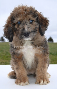 bernedoodles, bernedoodle puppies, bernedoodlees for sale, bernedoodles in canada, tri colour bernedoodles, tri colour, tri colour bernedoodles, tri colour bernedoodles, bernedoodles, bernedoodle breeders, bernedoodle breeders, bernedoodles, bernedoodles, bernedoodles. bernedoodle puppies for sale, berniedoodles, bernadoodles, bernesedoodles, bernedoodles, bernedoodles, bernedoodles, bernedoodle, bernedoodle, bernedoodle, bernedoodle, bernedoodle, bernedoodle puppies, bernedoodle breeders, bernedoodles, bernedoodle puppies, available bernedoodle puppies, available Bernedoodle puppies, tri colour bernedoodle,bernedoodle, bernedoodle, bernedoodle, bernedoodle, bernedoodles, bernedoodle puppies Ontario, bernedoodle, bernedooodle, bernedoodle, bernedoodle, bernedoodle, bernedoodle, bernedoodles, bernedoodle puppies, bernedoodle puppy, bernedoodle breeder in Canada, bernedoodle breeder in Ontario, bernedoodles, bernedoodles for sale, bernedoodles, Willow Brooke Bernedoodles, bernadoodles, available puppies, available Bernedoodle puppies, bernedoodles British Columbia, bernedoodles Alberta, bernedoodles Ontario, bernedoodles Toronto, bernedoodles Quebec, bernedoodles Nova Scotia, bernedoodles Newfoundland, bernedoodles New Brunswick, Bernese mountain dog, labradoodles, goldendoodles, bernedoodles, swiss ridge, swiss ridge kennel, swiss ridge bernedoodles, bernadoodles, berniedoodles, bernedoodles for sale, bernedoodles, bernedoodle, bernedoodle, bernedoodle, bernedoodle, bernedoodle, bernedoodle, bernedoodles, bernedoodles, bernedoodles, bernedoodle, bernedoodle puppy, bernedoodles Toronto, bernedoodles, bernedoodles, bernedoodle, bernedoodles, bernedoodle, bernedoodle, bernedoodle, bernedoodle, bernedoodle, bernedoodle, bernedoodles, bernedoodle, bernedoodles, bernedoodles, bernedoodles, Willow Brooke Bernedoodles, available Bernedoodle puppies, Bernedoodles Canada, bernedoodle, burnadoodle, berniedoodle, bernadoodle, bernadoodle, bernedoodle, bernedoodles, Bernedoodles, Bernese Mountain Dog, Poodle, Standard Poodle, Moyan Poodle, Mini Bernedoodle, Medium Bernedoodle, Standard Bernedoodle, Bernedoodles, bernedoodle, Bernedoodle Canada, bernedoodles bernedoodles bernedoodles, bernedoodles, Willow Brooke Bernedoodles, available bernedoodles, available Bernedoodles, Bernedoodles, bernedoodles, bernedoodle, bernedoodle, bernedoodles, bernedoodle, bernedoodle, bernedoodles, bernedoodle puppy, bernedoodle, bernedoodle, bernedoodles, bernedoodles, bernedoodle, bernedoodle, bernedoodles, bernedoodle puppies, bernedoodle breeder, Ontario bernedoodle puppies, bernedoodles for sale, available bernedoodle puppies, bernedoodle litters, bernedoodles in New York, bernedoodle, bernedoodle puppy, bernedoodle puppies, bernedoodles Ontario, bernedoodle, bernadoodle, bernadoodle, bernedoodles, bernedoodle puppies for sale, puppies for sale, bernedoodle, berniedoodle, bernedoodles in ontario, bernedoodles in Canada