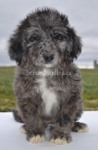 bernedoodles, bernedoodle puppies, bernedoodlees for sale, bernedoodles in canada, tri colour bernedoodles, tri colour, tri colour bernedoodles, tri colour bernedoodles, bernedoodles, bernedoodle breeders, bernedoodle breeders, bernedoodles, bernedoodles, bernedoodles. bernedoodle puppies for sale, berniedoodles, bernadoodles, bernesedoodles, bernedoodles, bernedoodles, bernedoodles, bernedoodle, bernedoodle, bernedoodle, bernedoodle, bernedoodle, bernedoodle puppies, bernedoodle breeders, bernedoodles, bernedoodle puppies, available bernedoodle puppies, available Bernedoodle puppies, tri colour bernedoodle,bernedoodle, bernedoodle, bernedoodle, bernedoodle, bernedoodles, bernedoodle puppies Ontario, bernedoodle, bernedooodle, bernedoodle, bernedoodle, bernedoodle, bernedoodle, bernedoodles, bernedoodle puppies, bernedoodle puppy, bernedoodle breeder in Canada, bernedoodle breeder in Ontario, bernedoodles, bernedoodles for sale, bernedoodles, Willow Brooke Bernedoodles, bernadoodles, available puppies, available Bernedoodle puppies, bernedoodles British Columbia, bernedoodles Alberta, bernedoodles Ontario, bernedoodles Toronto, bernedoodles Quebec, bernedoodles Nova Scotia, bernedoodles Newfoundland, bernedoodles New Brunswick, Bernese mountain dog, labradoodles, goldendoodles, bernedoodles, swiss ridge, swiss ridge kennel, swiss ridge bernedoodles, bernadoodles, berniedoodles, bernedoodles for sale, bernedoodles, bernedoodle, bernedoodle, bernedoodle, bernedoodle, bernedoodle, bernedoodle, bernedoodles, bernedoodles, bernedoodles, bernedoodle, bernedoodle puppy, bernedoodles Toronto, bernedoodles, bernedoodles, bernedoodle, bernedoodles, bernedoodle, bernedoodle, bernedoodle, bernedoodle, bernedoodle, bernedoodle, bernedoodles, bernedoodle, bernedoodles, bernedoodles, bernedoodles, Willow Brooke Bernedoodles, available Bernedoodle puppies, Bernedoodles Canada, bernedoodle, burnadoodle, berniedoodle, bernadoodle, bernadoodle, bernedoodle, bernedoodles, Bernedoodles, Bernese Mountain Dog, Poodle, Standard Poodle, Moyan Poodle, Mini Bernedoodle, Medium Bernedoodle, Standard Bernedoodle, Bernedoodles, bernedoodle, Bernedoodle Canada, bernedoodles bernedoodles bernedoodles, bernedoodles, Willow Brooke Bernedoodles, available bernedoodles, available Bernedoodles, Bernedoodles, bernedoodles, bernedoodle, bernedoodle, bernedoodles, bernedoodle, bernedoodle, bernedoodles, bernedoodle puppy, bernedoodle, bernedoodle, bernedoodles, bernedoodles, bernedoodle, bernedoodle, bernedoodles, bernedoodle puppies, bernedoodle breeder, Ontario bernedoodle puppies, bernedoodles for sale, available bernedoodle puppies, bernedoodle litters, bernedoodles in New York, bernedoodle, bernedoodle puppy, bernedoodle puppies, bernedoodles Ontario, bernedoodle, bernadoodle, bernadoodle, bernedoodles, bernedoodle puppies for sale, puppies for sale, bernedoodle, berniedoodle, bernedoodles in ontario, bernedoodles in Canada