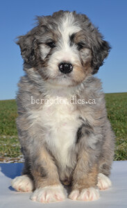 bernedoodles, bernedoodle puppies, bernedoodlees for sale, bernedoodles in canada, tri colour bernedoodles, tri colour, tri colour bernedoodles, tri colour bernedoodles, bernedoodles, bernedoodle breeders, bernedoodle breeders, bernedoodles, bernedoodles, bernedoodles. bernedoodle puppies for sale, berniedoodles, bernadoodles, bernesedoodles, bernedoodles, bernedoodles, bernedoodles, bernedoodle, bernedoodle, bernedoodle, bernedoodle, bernedoodle, bernedoodle puppies, bernedoodle breeders, bernedoodles, bernedoodle puppies, available bernedoodle puppies, available Bernedoodle puppies, tri colour bernedoodle,bernedoodle, bernedoodle, bernedoodle, bernedoodle, bernedoodles, bernedoodle puppies Ontario, bernedoodle, bernedooodle, bernedoodle, bernedoodle, bernedoodle, bernedoodle, bernedoodles, bernedoodle puppies, bernedoodle puppy, bernedoodle breeder in Canada, bernedoodle breeder in Ontario, bernedoodles, bernedoodles for sale, bernedoodles, Willow Brooke Bernedoodles, bernadoodles, available puppies, available Bernedoodle puppies, bernedoodles British Columbia, bernedoodles Alberta, bernedoodles Ontario, bernedoodles Toronto, bernedoodles Quebec, bernedoodles Nova Scotia, bernedoodles Newfoundland, bernedoodles New Brunswick, Bernese mountain dog, labradoodles, goldendoodles, bernedoodles, swiss ridge, swiss ridge kennel, swiss ridge bernedoodles, bernadoodles, berniedoodles, bernedoodles for sale, bernedoodles, bernedoodle, bernedoodle, bernedoodle, bernedoodle, bernedoodle, bernedoodle, bernedoodles, bernedoodles, bernedoodles, bernedoodle, bernedoodle puppy, bernedoodles Toronto, bernedoodles, bernedoodles, bernedoodle, bernedoodles, bernedoodle, bernedoodle, bernedoodle, bernedoodle, bernedoodle, bernedoodle, bernedoodles, bernedoodle, bernedoodles, bernedoodles, bernedoodles, Willow Brooke Bernedoodles, available Bernedoodle puppies, Bernedoodles Canada, bernedoodle, burnadoodle, berniedoodle, bernadoodle, bernadoodle, bernedoodle, bernedoodles, Bernedoodles, Bernese Mountain Dog, Poodle, Standard Poodle, Moyan Poodle, Mini Bernedoodle, Medium Bernedoodle, Standard Bernedoodle, Bernedoodles, bernedoodle, Bernedoodle Canada, bernedoodles bernedoodles bernedoodles, bernedoodles, Willow Brooke Bernedoodles, available bernedoodles, available Bernedoodles, Bernedoodles, bernedoodles, bernedoodle, bernedoodle, bernedoodles, bernedoodle, bernedoodle, bernedoodles, bernedoodle puppy, bernedoodle, bernedoodle, bernedoodles, bernedoodles, bernedoodle, bernedoodle, bernedoodles, bernedoodle puppies, bernedoodle breeder, Ontario bernedoodle puppies, bernedoodles for sale, available bernedoodle puppies, bernedoodle litters, bernedoodles in New York, bernedoodle, bernedoodle puppy, bernedoodle puppies, bernedoodles Ontario, bernedoodle, bernadoodle, bernadoodle, bernedoodles, bernedoodle puppies for sale, puppies for sale, bernedoodle, berniedoodle, bernedoodles in ontario, bernedoodles in Canada