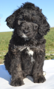 bernedoodles, bernedoodle puppies, bernedoodlees for sale, bernedoodles in canada, tri colour bernedoodles, tri colour, tri colour bernedoodles, tri colour bernedoodles, bernedoodles, bernedoodle breeders, bernedoodle breeders, bernedoodles, bernedoodles, bernedoodles. bernedoodle puppies for sale, berniedoodles, bernadoodles, bernesedoodles, bernedoodles, bernedoodles, bernedoodles, bernedoodle, bernedoodle, bernedoodle, bernedoodle, bernedoodle, bernedoodle puppies, bernedoodle breeders, bernedoodles, bernedoodle puppies, available bernedoodle puppies, available Bernedoodle puppies, tri colour bernedoodle,bernedoodle, bernedoodle, bernedoodle, bernedoodle, bernedoodles, bernedoodle puppies Ontario, bernedoodle, bernedooodle, bernedoodle, bernedoodle, bernedoodle, bernedoodle, bernedoodles, bernedoodle puppies, bernedoodle puppy, bernedoodle breeder in Canada, bernedoodle breeder in Ontario, bernedoodles, bernedoodles for sale, bernedoodles, Willow Brooke Bernedoodles, bernadoodles, available puppies, available Bernedoodle puppies, bernedoodles British Columbia, bernedoodles Alberta, bernedoodles Ontario, bernedoodles Toronto, bernedoodles Quebec, bernedoodles Nova Scotia, bernedoodles Newfoundland, bernedoodles New Brunswick, Bernese mountain dog, labradoodles, goldendoodles, bernedoodles, swiss ridge, swiss ridge kennel, swiss ridge bernedoodles, bernadoodles, berniedoodles, bernedoodles for sale, bernedoodles, bernedoodle, bernedoodle, bernedoodle, bernedoodle, bernedoodle, bernedoodle, bernedoodles, bernedoodles, bernedoodles, bernedoodle, bernedoodle puppy, bernedoodles Toronto, bernedoodles, bernedoodles, bernedoodle, bernedoodles, bernedoodle, bernedoodle, bernedoodle, bernedoodle, bernedoodle, bernedoodle, bernedoodles, bernedoodle, bernedoodles, bernedoodles, bernedoodles, Willow Brooke Bernedoodles, available Bernedoodle puppies, Bernedoodles Canada, bernedoodle, burnadoodle, berniedoodle, bernadoodle, bernadoodle, bernedoodle, bernedoodles, Bernedoodles, Bernese Mountain Dog, Poodle, Standard Poodle, Moyan Poodle, Mini Bernedoodle, Medium Bernedoodle, Standard Bernedoodle, Bernedoodles, bernedoodle, Bernedoodle Canada, bernedoodles bernedoodles bernedoodles, bernedoodles, Willow Brooke Bernedoodles, available bernedoodles, available Bernedoodles, Bernedoodles, bernedoodles, bernedoodle, bernedoodle, bernedoodles, bernedoodle, bernedoodle, bernedoodles, bernedoodle puppy, bernedoodle, bernedoodle, bernedoodles, bernedoodles, bernedoodle, bernedoodle, bernedoodles, bernedoodle puppies, bernedoodle breeder, Ontario bernedoodle puppies, bernedoodles for sale, available bernedoodle puppies, bernedoodle litters, bernedoodles in New York, bernedoodle, bernedoodle puppy, bernedoodle puppies, bernedoodles Ontario, bernedoodle, bernadoodle, bernadoodle, bernedoodles, bernedoodle puppies for sale, puppies for sale, bernedoodle, berniedoodle, bernedoodles in ontario, bernedoodles in Canada