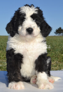 bernedoodles, bernedoodle puppies, bernedoodlees for sale, bernedoodles in canada, tri colour bernedoodles, tri colour, tri colour bernedoodles, tri colour bernedoodles, bernedoodles, bernedoodle breeders, bernedoodle breeders, bernedoodles, bernedoodles, bernedoodles. bernedoodle puppies for sale, berniedoodles, bernadoodles, bernesedoodles, bernedoodles, bernedoodles, bernedoodles, bernedoodle, bernedoodle, bernedoodle, bernedoodle, bernedoodle, bernedoodle puppies, bernedoodle breeders, bernedoodles, bernedoodle puppies, available bernedoodle puppies, available Bernedoodle puppies, tri colour bernedoodle,bernedoodle, bernedoodle, bernedoodle, bernedoodle, bernedoodles, bernedoodle puppies Ontario, bernedoodle, bernedooodle, bernedoodle, bernedoodle, bernedoodle, bernedoodle, bernedoodles, bernedoodle puppies, bernedoodle puppy, bernedoodle breeder in Canada, bernedoodle breeder in Ontario, bernedoodles, bernedoodles for sale, bernedoodles, Willow Brooke Bernedoodles, bernadoodles, available puppies, available Bernedoodle puppies, bernedoodles British Columbia, bernedoodles Alberta, bernedoodles Ontario, bernedoodles Toronto, bernedoodles Quebec, bernedoodles Nova Scotia, bernedoodles Newfoundland, bernedoodles New Brunswick, Bernese mountain dog, labradoodles, goldendoodles, bernedoodles, swiss ridge, swiss ridge kennel, swiss ridge bernedoodles, bernadoodles, berniedoodles, bernedoodles for sale, bernedoodles, bernedoodle, bernedoodle, bernedoodle, bernedoodle, bernedoodle, bernedoodle, bernedoodles, bernedoodles, bernedoodles, bernedoodle, bernedoodle puppy, bernedoodles Toronto, bernedoodles, bernedoodles, bernedoodle, bernedoodles, bernedoodle, bernedoodle, bernedoodle, bernedoodle, bernedoodle, bernedoodle, bernedoodles, bernedoodle, bernedoodles, bernedoodles, bernedoodles, Willow Brooke Bernedoodles, available Bernedoodle puppies, Bernedoodles Canada, bernedoodle, burnadoodle, berniedoodle, bernadoodle, bernadoodle, bernedoodle, bernedoodles, Bernedoodles, Bernese Mountain Dog, Poodle, Standard Poodle, Moyan Poodle, Mini Bernedoodle, Medium Bernedoodle, Standard Bernedoodle, Bernedoodles, bernedoodle, Bernedoodle Canada, bernedoodles bernedoodles bernedoodles, bernedoodles, Willow Brooke Bernedoodles, available bernedoodles, available Bernedoodles, Bernedoodles, bernedoodles, bernedoodle, bernedoodle, bernedoodles, bernedoodle, bernedoodle, bernedoodles, bernedoodle puppy, bernedoodle, bernedoodle, bernedoodles, bernedoodles, bernedoodle, bernedoodle, bernedoodles, bernedoodle puppies, bernedoodle breeder, Ontario bernedoodle puppies, bernedoodles for sale, available bernedoodle puppies, bernedoodle litters, bernedoodles in New York, bernedoodle, bernedoodle puppy, bernedoodle puppies, bernedoodles Ontario, bernedoodle, bernadoodle, bernadoodle, bernedoodles, bernedoodle puppies for sale, puppies for sale, bernedoodle, berniedoodle, bernedoodles in ontario, bernedoodles in Canada