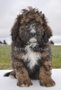 bernedoodles, bernedoodle puppies, bernedoodlees for sale, bernedoodles in canada, tri colour bernedoodles, tri colour, tri colour bernedoodles, tri colour bernedoodles, bernedoodles, bernedoodle breeders, bernedoodle breeders, bernedoodles, bernedoodles, bernedoodles. bernedoodle puppies for sale, berniedoodles, bernadoodles, bernesedoodles, bernedoodles, bernedoodles, bernedoodles, bernedoodle, bernedoodle, bernedoodle, bernedoodle, bernedoodle, bernedoodle puppies, bernedoodle breeders, bernedoodles, bernedoodle puppies, available bernedoodle puppies, available Bernedoodle puppies, tri colour bernedoodle,bernedoodle, bernedoodle, bernedoodle, bernedoodle, bernedoodles, bernedoodle puppies Ontario, bernedoodle, bernedooodle, bernedoodle, bernedoodle, bernedoodle, bernedoodle, bernedoodles, bernedoodle puppies, bernedoodle puppy, bernedoodle breeder in Canada, bernedoodle breeder in Ontario, bernedoodles, bernedoodles for sale, bernedoodles, Willow Brooke Bernedoodles, bernadoodles, available puppies, available Bernedoodle puppies, bernedoodles British Columbia, bernedoodles Alberta, bernedoodles Ontario, bernedoodles Toronto, bernedoodles Quebec, bernedoodles Nova Scotia, bernedoodles Newfoundland, bernedoodles New Brunswick, Bernese mountain dog, labradoodles, goldendoodles, bernedoodles, swiss ridge, swiss ridge kennel, swiss ridge bernedoodles, bernadoodles, berniedoodles, bernedoodles for sale, bernedoodles, bernedoodle, bernedoodle, bernedoodle, bernedoodle, bernedoodle, bernedoodle, bernedoodles, bernedoodles, bernedoodles, bernedoodle, bernedoodle puppy, bernedoodles Toronto, bernedoodles, bernedoodles, bernedoodle, bernedoodles, bernedoodle, bernedoodle, bernedoodle, bernedoodle, bernedoodle, bernedoodle, bernedoodles, bernedoodle, bernedoodles, bernedoodles, bernedoodles, Willow Brooke Bernedoodles, available Bernedoodle puppies, Bernedoodles Canada, bernedoodle, burnadoodle, berniedoodle, bernadoodle, bernadoodle, bernedoodle, bernedoodles, Bernedoodles, Bernese Mountain Dog, Poodle, Standard Poodle, Moyan Poodle, Mini Bernedoodle, Medium Bernedoodle, Standard Bernedoodle, Bernedoodles, bernedoodle, Bernedoodle Canada, bernedoodles bernedoodles bernedoodles, bernedoodles, Willow Brooke Bernedoodles, available bernedoodles, available Bernedoodles, Bernedoodles, bernedoodles, bernedoodle, bernedoodle, bernedoodles, bernedoodle, bernedoodle, bernedoodles, bernedoodle puppy, bernedoodle, bernedoodle, bernedoodles, bernedoodles, bernedoodle, bernedoodle, bernedoodles, bernedoodle puppies, bernedoodle breeder, Ontario bernedoodle puppies, bernedoodles for sale, available bernedoodle puppies, bernedoodle litters, bernedoodles in New York, bernedoodle, bernedoodle puppy, bernedoodle puppies, bernedoodles Ontario, bernedoodle, bernadoodle, bernadoodle, bernedoodles, bernedoodle puppies for sale, puppies for sale, bernedoodle, berniedoodle, bernedoodles in ontario, bernedoodles in Canada