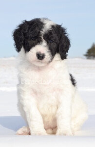 bernedoodles, bernedoodle puppies, bernedoodlees for sale, bernedoodles in canada, tri colour bernedoodles, tri colour, tri colour bernedoodles, tri colour bernedoodles, bernedoodles, bernedoodle breeders, bernedoodle breeders, bernedoodles, bernedoodles, bernedoodles. bernedoodle puppies for sale, berniedoodles, bernadoodles, bernesedoodles, bernedoodles, bernedoodles, bernedoodles, bernedoodle, bernedoodle, bernedoodle, bernedoodle, bernedoodle, bernedoodle puppies, bernedoodle breeders, bernedoodles, bernedoodle puppies, available bernedoodle puppies, available Bernedoodle puppies, tri colour bernedoodle,bernedoodle, bernedoodle, bernedoodle, bernedoodle, bernedoodles, bernedoodle puppies Ontario, bernedoodle, bernedooodle, bernedoodle, bernedoodle, bernedoodle, bernedoodle, bernedoodles, bernedoodle puppies, bernedoodle puppy, bernedoodle breeder in Canada, bernedoodle breeder in Ontario, bernedoodles, bernedoodles for sale, bernedoodles, Willow Brooke Bernedoodles, bernadoodles, available puppies, available Bernedoodle puppies, bernedoodles British Columbia, bernedoodles Alberta, bernedoodles Ontario, bernedoodles Toronto, bernedoodles Quebec, bernedoodles Nova Scotia, bernedoodles Newfoundland, bernedoodles New Brunswick, Bernese mountain dog, labradoodles, goldendoodles, bernedoodles, swiss ridge, swiss ridge kennel, swiss ridge bernedoodles, bernadoodles, berniedoodles, bernedoodles for sale, bernedoodles, bernedoodle, bernedoodle, bernedoodle, bernedoodle, bernedoodle, bernedoodle, bernedoodles, bernedoodles, bernedoodles, bernedoodle, bernedoodle puppy, bernedoodles Toronto, bernedoodles, bernedoodles, bernedoodle, bernedoodles, bernedoodle, bernedoodle, bernedoodle, bernedoodle, bernedoodle, bernedoodle, bernedoodles, bernedoodle, bernedoodles, bernedoodles, bernedoodles, Willow Brooke Bernedoodles, available Bernedoodle puppies, Bernedoodles Canada, bernedoodle, burnadoodle, berniedoodle, bernadoodle, bernadoodle, bernedoodle, bernedoodles, Bernedoodles, Bernese Mountain Dog, Poodle, Standard Poodle, Moyan Poodle, Mini Bernedoodle, Medium Bernedoodle, Standard Bernedoodle, Bernedoodles, bernedoodle, Bernedoodle Canada, bernedoodles bernedoodles bernedoodles, bernedoodles, Willow Brooke Bernedoodles, available bernedoodles, available Bernedoodles, Bernedoodles, bernedoodles, bernedoodle, bernedoodle, bernedoodles, bernedoodle, bernedoodle, bernedoodles, bernedoodle puppy, bernedoodle, bernedoodle, bernedoodles, bernedoodles, bernedoodle, bernedoodle, bernedoodles, bernedoodle puppies, bernedoodle breeder, Ontario bernedoodle puppies, bernedoodles for sale, available bernedoodle puppies, bernedoodle litters, bernedoodles in New York, bernedoodle, bernedoodle puppy, bernedoodle puppies, bernedoodles Ontario, bernedoodle, bernadoodle, bernadoodle, bernedoodles, bernedoodle puppies for sale, puppies for sale, bernedoodle, berniedoodle, bernedoodles in ontario, bernedoodles in Canada