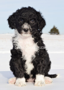 bernedoodles, bernedoodle puppies, bernedoodlees for sale, bernedoodles in canada, tri colour bernedoodles, tri colour, tri colour bernedoodles, tri colour bernedoodles, bernedoodles, bernedoodle breeders, bernedoodle breeders, bernedoodles, bernedoodles, bernedoodles. bernedoodle puppies for sale, berniedoodles, bernadoodles, bernesedoodles, bernedoodles, bernedoodles, bernedoodles, bernedoodle, bernedoodle, bernedoodle, bernedoodle, bernedoodle, bernedoodle puppies, bernedoodle breeders, bernedoodles, bernedoodle puppies, available bernedoodle puppies, available Bernedoodle puppies, tri colour bernedoodle,bernedoodle, bernedoodle, bernedoodle, bernedoodle, bernedoodles, bernedoodle puppies Ontario, bernedoodle, bernedooodle, bernedoodle, bernedoodle, bernedoodle, bernedoodle, bernedoodles, bernedoodle puppies, bernedoodle puppy, bernedoodle breeder in Canada, bernedoodle breeder in Ontario, bernedoodles, bernedoodles for sale, bernedoodles, Willow Brooke Bernedoodles, bernadoodles, available puppies, available Bernedoodle puppies, bernedoodles British Columbia, bernedoodles Alberta, bernedoodles Ontario, bernedoodles Toronto, bernedoodles Quebec, bernedoodles Nova Scotia, bernedoodles Newfoundland, bernedoodles New Brunswick, Bernese mountain dog, labradoodles, goldendoodles, bernedoodles, swiss ridge, swiss ridge kennel, swiss ridge bernedoodles, bernadoodles, berniedoodles, bernedoodles for sale, bernedoodles, bernedoodle, bernedoodle, bernedoodle, bernedoodle, bernedoodle, bernedoodle, bernedoodles, bernedoodles, bernedoodles, bernedoodle, bernedoodle puppy, bernedoodles Toronto, bernedoodles, bernedoodles, bernedoodle, bernedoodles, bernedoodle, bernedoodle, bernedoodle, bernedoodle, bernedoodle, bernedoodle, bernedoodles, bernedoodle, bernedoodles, bernedoodles, bernedoodles, Willow Brooke Bernedoodles, available Bernedoodle puppies, Bernedoodles Canada, bernedoodle, burnadoodle, berniedoodle, bernadoodle, bernadoodle, bernedoodle, bernedoodles, Bernedoodles, Bernese Mountain Dog, Poodle, Standard Poodle, Moyan Poodle, Mini Bernedoodle, Medium Bernedoodle, Standard Bernedoodle, Bernedoodles, bernedoodle, Bernedoodle Canada, bernedoodles bernedoodles bernedoodles, bernedoodles, Willow Brooke Bernedoodles, available bernedoodles, available Bernedoodles, Bernedoodles, bernedoodles, bernedoodle, bernedoodle, bernedoodles, bernedoodle, bernedoodle, bernedoodles, bernedoodle puppy, bernedoodle, bernedoodle, bernedoodles, bernedoodles, bernedoodle, bernedoodle, bernedoodles, bernedoodle puppies, bernedoodle breeder, Ontario bernedoodle puppies, bernedoodles for sale, available bernedoodle puppies, bernedoodle litters, bernedoodles in New York, bernedoodle, bernedoodle puppy, bernedoodle puppies, bernedoodles Ontario, bernedoodle, bernadoodle, bernadoodle, bernedoodles, bernedoodle puppies for sale, puppies for sale, bernedoodle, berniedoodle, bernedoodles in ontario, bernedoodles in Canada