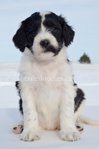 bernedoodles, bernedoodle puppies, bernedoodlees for sale, bernedoodles in canada, tri colour bernedoodles, tri colour, tri colour bernedoodles, tri colour bernedoodles, bernedoodles, bernedoodle breeders, bernedoodle breeders, bernedoodles, bernedoodles, bernedoodles. bernedoodle puppies for sale, berniedoodles, bernadoodles, bernesedoodles, bernedoodles, bernedoodles, bernedoodles, bernedoodle, bernedoodle, bernedoodle, bernedoodle, bernedoodle, bernedoodle puppies, bernedoodle breeders, bernedoodles, bernedoodle puppies, available bernedoodle puppies, available Bernedoodle puppies, tri colour bernedoodle,bernedoodle, bernedoodle, bernedoodle, bernedoodle, bernedoodles, bernedoodle puppies Ontario, bernedoodle, bernedooodle, bernedoodle, bernedoodle, bernedoodle, bernedoodle, bernedoodles, bernedoodle puppies, bernedoodle puppy, bernedoodle breeder in Canada, bernedoodle breeder in Ontario, bernedoodles, bernedoodles for sale, bernedoodles, Willow Brooke Bernedoodles, bernadoodles, available puppies, available Bernedoodle puppies, bernedoodles British Columbia, bernedoodles Alberta, bernedoodles Ontario, bernedoodles Toronto, bernedoodles Quebec, bernedoodles Nova Scotia, bernedoodles Newfoundland, bernedoodles New Brunswick, Bernese mountain dog, labradoodles, goldendoodles, bernedoodles, swiss ridge, swiss ridge kennel, swiss ridge bernedoodles, bernadoodles, berniedoodles, bernedoodles for sale, bernedoodles, bernedoodle, bernedoodle, bernedoodle, bernedoodle, bernedoodle, bernedoodle, bernedoodles, bernedoodles, bernedoodles, bernedoodle, bernedoodle puppy, bernedoodles Toronto, bernedoodles, bernedoodles, bernedoodle, bernedoodles, bernedoodle, bernedoodle, bernedoodle, bernedoodle, bernedoodle, bernedoodle, bernedoodles, bernedoodle, bernedoodles, bernedoodles, bernedoodles, Willow Brooke Bernedoodles, available Bernedoodle puppies, Bernedoodles Canada, bernedoodle, burnadoodle, berniedoodle, bernadoodle, bernadoodle, bernedoodle, bernedoodles, Bernedoodles, Bernese Mountain Dog, Poodle, Standard Poodle, Moyan Poodle, Mini Bernedoodle, Medium Bernedoodle, Standard Bernedoodle, Bernedoodles, bernedoodle, Bernedoodle Canada, bernedoodles bernedoodles bernedoodles, bernedoodles, Willow Brooke Bernedoodles, available bernedoodles, available Bernedoodles, Bernedoodles, bernedoodles, bernedoodle, bernedoodle, bernedoodles, bernedoodle, bernedoodle, bernedoodles, bernedoodle puppy, bernedoodle, bernedoodle, bernedoodles, bernedoodles, bernedoodle, bernedoodle, bernedoodles, bernedoodle puppies, bernedoodle breeder, Ontario bernedoodle puppies, bernedoodles for sale, available bernedoodle puppies, bernedoodle litters, bernedoodles in New York, bernedoodle, bernedoodle puppy, bernedoodle puppies, bernedoodles Ontario, bernedoodle, bernadoodle, bernadoodle, bernedoodles, bernedoodle puppies for sale, puppies for sale, bernedoodle, berniedoodle, bernedoodles in ontario, bernedoodles in Canada