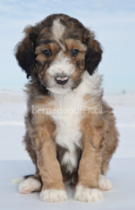 bernedoodles, bernedoodle puppies, bernedoodlees for sale, bernedoodles in canada, tri colour bernedoodles, tri colour, tri colour bernedoodles, tri colour bernedoodles, bernedoodles, bernedoodle breeders, bernedoodle breeders, bernedoodles, bernedoodles, bernedoodles. bernedoodle puppies for sale, berniedoodles, bernadoodles, bernesedoodles, bernedoodles, bernedoodles, bernedoodles, bernedoodle, bernedoodle, bernedoodle, bernedoodle, bernedoodle, bernedoodle puppies, bernedoodle breeders, bernedoodles, bernedoodle puppies, available bernedoodle puppies, available Bernedoodle puppies, tri colour bernedoodle,bernedoodle, bernedoodle, bernedoodle, bernedoodle, bernedoodles, bernedoodle puppies Ontario, bernedoodle, bernedooodle, bernedoodle, bernedoodle, bernedoodle, bernedoodle, bernedoodles, bernedoodle puppies, bernedoodle puppy, bernedoodle breeder in Canada, bernedoodle breeder in Ontario, bernedoodles, bernedoodles for sale, bernedoodles, Willow Brooke Bernedoodles, bernadoodles, available puppies, available Bernedoodle puppies, bernedoodles British Columbia, bernedoodles Alberta, bernedoodles Ontario, bernedoodles Toronto, bernedoodles Quebec, bernedoodles Nova Scotia, bernedoodles Newfoundland, bernedoodles New Brunswick, Bernese mountain dog, labradoodles, goldendoodles, bernedoodles, swiss ridge, swiss ridge kennel, swiss ridge bernedoodles, bernadoodles, berniedoodles, bernedoodles for sale, bernedoodles, bernedoodle, bernedoodle, bernedoodle, bernedoodle, bernedoodle, bernedoodle, bernedoodles, bernedoodles, bernedoodles, bernedoodle, bernedoodle puppy, bernedoodles Toronto, bernedoodles, bernedoodles, bernedoodle, bernedoodles, bernedoodle, bernedoodle, bernedoodle, bernedoodle, bernedoodle, bernedoodle, bernedoodles, bernedoodle, bernedoodles, bernedoodles, bernedoodles, Willow Brooke Bernedoodles, available Bernedoodle puppies, Bernedoodles Canada, bernedoodle, burnadoodle, berniedoodle, bernadoodle, bernadoodle, bernedoodle, bernedoodles, Bernedoodles, Bernese Mountain Dog, Poodle, Standard Poodle, Moyan Poodle, Mini Bernedoodle, Medium Bernedoodle, Standard Bernedoodle, Bernedoodles, bernedoodle, Bernedoodle Canada, bernedoodles bernedoodles bernedoodles, bernedoodles, Willow Brooke Bernedoodles, available bernedoodles, available Bernedoodles, Bernedoodles, bernedoodles, bernedoodle, bernedoodle, bernedoodles, bernedoodle, bernedoodle, bernedoodles, bernedoodle puppy, bernedoodle, bernedoodle, bernedoodles, bernedoodles, bernedoodle, bernedoodle, bernedoodles, bernedoodle puppies, bernedoodle breeder, Ontario bernedoodle puppies, bernedoodles for sale, available bernedoodle puppies, bernedoodle litters, bernedoodles in New York, bernedoodle, bernedoodle puppy, bernedoodle puppies, bernedoodles Ontario, bernedoodle, bernadoodle, bernadoodle, bernedoodles, bernedoodle puppies for sale, puppies for sale, bernedoodle, berniedoodle, bernedoodles in ontario, bernedoodles in Canada