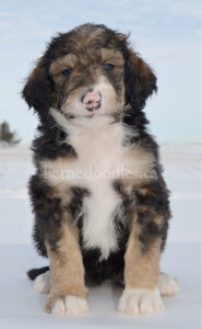 bernedoodles, bernedoodle puppies, bernedoodlees for sale, bernedoodles in canada, tri colour bernedoodles, tri colour, tri colour bernedoodles, tri colour bernedoodles, bernedoodles, bernedoodle breeders, bernedoodle breeders, bernedoodles, bernedoodles, bernedoodles. bernedoodle puppies for sale, berniedoodles, bernadoodles, bernesedoodles, bernedoodles, bernedoodles, bernedoodles, bernedoodle, bernedoodle, bernedoodle, bernedoodle, bernedoodle, bernedoodle puppies, bernedoodle breeders, bernedoodles, bernedoodle puppies, available bernedoodle puppies, available Bernedoodle puppies, tri colour bernedoodle,bernedoodle, bernedoodle, bernedoodle, bernedoodle, bernedoodles, bernedoodle puppies Ontario, bernedoodle, bernedooodle, bernedoodle, bernedoodle, bernedoodle, bernedoodle, bernedoodles, bernedoodle puppies, bernedoodle puppy, bernedoodle breeder in Canada, bernedoodle breeder in Ontario, bernedoodles, bernedoodles for sale, bernedoodles, Willow Brooke Bernedoodles, bernadoodles, available puppies, available Bernedoodle puppies, bernedoodles British Columbia, bernedoodles Alberta, bernedoodles Ontario, bernedoodles Toronto, bernedoodles Quebec, bernedoodles Nova Scotia, bernedoodles Newfoundland, bernedoodles New Brunswick, Bernese mountain dog, labradoodles, goldendoodles, bernedoodles, swiss ridge, swiss ridge kennel, swiss ridge bernedoodles, bernadoodles, berniedoodles, bernedoodles for sale, bernedoodles, bernedoodle, bernedoodle, bernedoodle, bernedoodle, bernedoodle, bernedoodle, bernedoodles, bernedoodles, bernedoodles, bernedoodle, bernedoodle puppy, bernedoodles Toronto, bernedoodles, bernedoodles, bernedoodle, bernedoodles, bernedoodle, bernedoodle, bernedoodle, bernedoodle, bernedoodle, bernedoodle, bernedoodles, bernedoodle, bernedoodles, bernedoodles, bernedoodles, Willow Brooke Bernedoodles, available Bernedoodle puppies, Bernedoodles Canada, bernedoodle, burnadoodle, berniedoodle, bernadoodle, bernadoodle, bernedoodle, bernedoodles, Bernedoodles, Bernese Mountain Dog, Poodle, Standard Poodle, Moyan Poodle, Mini Bernedoodle, Medium Bernedoodle, Standard Bernedoodle, Bernedoodles, bernedoodle, Bernedoodle Canada, bernedoodles bernedoodles bernedoodles, bernedoodles, Willow Brooke Bernedoodles, available bernedoodles, available Bernedoodles, Bernedoodles, bernedoodles, bernedoodle, bernedoodle, bernedoodles, bernedoodle, bernedoodle, bernedoodles, bernedoodle puppy, bernedoodle, bernedoodle, bernedoodles, bernedoodles, bernedoodle, bernedoodle, bernedoodles, bernedoodle puppies, bernedoodle breeder, Ontario bernedoodle puppies, bernedoodles for sale, available bernedoodle puppies, bernedoodle litters, bernedoodles in New York, bernedoodle, bernedoodle puppy, bernedoodle puppies, bernedoodles Ontario, bernedoodle, bernadoodle, bernadoodle, bernedoodles, bernedoodle puppies for sale, puppies for sale, bernedoodle, berniedoodle, bernedoodles in ontario, bernedoodles in Canada