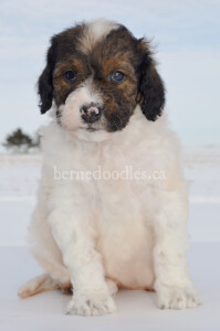 bernedoodles, bernedoodle puppies, bernedoodlees for sale, bernedoodles in canada, tri colour bernedoodles, tri colour, tri colour bernedoodles, tri colour bernedoodles, bernedoodles, bernedoodle breeders, bernedoodle breeders, bernedoodles, bernedoodles, bernedoodles. bernedoodle puppies for sale, berniedoodles, bernadoodles, bernesedoodles, bernedoodles, bernedoodles, bernedoodles, bernedoodle, bernedoodle, bernedoodle, bernedoodle, bernedoodle, bernedoodle puppies, bernedoodle breeders, bernedoodles, bernedoodle puppies, available bernedoodle puppies, available Bernedoodle puppies, tri colour bernedoodle,bernedoodle, bernedoodle, bernedoodle, bernedoodle, bernedoodles, bernedoodle puppies Ontario, bernedoodle, bernedooodle, bernedoodle, bernedoodle, bernedoodle, bernedoodle, bernedoodles, bernedoodle puppies, bernedoodle puppy, bernedoodle breeder in Canada, bernedoodle breeder in Ontario, bernedoodles, bernedoodles for sale, bernedoodles, Willow Brooke Bernedoodles, bernadoodles, available puppies, available Bernedoodle puppies, bernedoodles British Columbia, bernedoodles Alberta, bernedoodles Ontario, bernedoodles Toronto, bernedoodles Quebec, bernedoodles Nova Scotia, bernedoodles Newfoundland, bernedoodles New Brunswick, Bernese mountain dog, labradoodles, goldendoodles, bernedoodles, swiss ridge, swiss ridge kennel, swiss ridge bernedoodles, bernadoodles, berniedoodles, bernedoodles for sale, bernedoodles, bernedoodle, bernedoodle, bernedoodle, bernedoodle, bernedoodle, bernedoodle, bernedoodles, bernedoodles, bernedoodles, bernedoodle, bernedoodle puppy, bernedoodles Toronto, bernedoodles, bernedoodles, bernedoodle, bernedoodles, bernedoodle, bernedoodle, bernedoodle, bernedoodle, bernedoodle, bernedoodle, bernedoodles, bernedoodle, bernedoodles, bernedoodles, bernedoodles, Willow Brooke Bernedoodles, available Bernedoodle puppies, Bernedoodles Canada, bernedoodle, burnadoodle, berniedoodle, bernadoodle, bernadoodle, bernedoodle, bernedoodles, Bernedoodles, Bernese Mountain Dog, Poodle, Standard Poodle, Moyan Poodle, Mini Bernedoodle, Medium Bernedoodle, Standard Bernedoodle, Bernedoodles, bernedoodle, Bernedoodle Canada, bernedoodles bernedoodles bernedoodles, bernedoodles, Willow Brooke Bernedoodles, available bernedoodles, available Bernedoodles, Bernedoodles, bernedoodles, bernedoodle, bernedoodle, bernedoodles, bernedoodle, bernedoodle, bernedoodles, bernedoodle puppy, bernedoodle, bernedoodle, bernedoodles, bernedoodles, bernedoodle, bernedoodle, bernedoodles, bernedoodle puppies, bernedoodle breeder, Ontario bernedoodle puppies, bernedoodles for sale, available bernedoodle puppies, bernedoodle litters, bernedoodles in New York, bernedoodle, bernedoodle puppy, bernedoodle puppies, bernedoodles Ontario, bernedoodle, bernadoodle, bernadoodle, bernedoodles, bernedoodle puppies for sale, puppies for sale, bernedoodle, berniedoodle, bernedoodles in ontario, bernedoodles in Canada