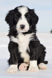 bernedoodles, bernedoodle puppies, bernedoodlees for sale, bernedoodles in canada, tri colour bernedoodles, tri colour, tri colour bernedoodles, tri colour bernedoodles, bernedoodles, bernedoodle breeders, bernedoodle breeders, bernedoodles, bernedoodles, bernedoodles. bernedoodle puppies for sale, berniedoodles, bernadoodles, bernesedoodles, bernedoodles, bernedoodles, bernedoodles, bernedoodle, bernedoodle, bernedoodle, bernedoodle, bernedoodle, bernedoodle puppies, bernedoodle breeders, bernedoodles, bernedoodle puppies, available bernedoodle puppies, available Bernedoodle puppies, tri colour bernedoodle,bernedoodle, bernedoodle, bernedoodle, bernedoodle, bernedoodles, bernedoodle puppies Ontario, bernedoodle, bernedooodle, bernedoodle, bernedoodle, bernedoodle, bernedoodle, bernedoodles, bernedoodle puppies, bernedoodle puppy, bernedoodle breeder in Canada, bernedoodle breeder in Ontario, bernedoodles, bernedoodles for sale, bernedoodles, Willow Brooke Bernedoodles, bernadoodles, available puppies, available Bernedoodle puppies, bernedoodles British Columbia, bernedoodles Alberta, bernedoodles Ontario, bernedoodles Toronto, bernedoodles Quebec, bernedoodles Nova Scotia, bernedoodles Newfoundland, bernedoodles New Brunswick, Bernese mountain dog, labradoodles, goldendoodles, bernedoodles, swiss ridge, swiss ridge kennel, swiss ridge bernedoodles, bernadoodles, berniedoodles, bernedoodles for sale, bernedoodles, bernedoodle, bernedoodle, bernedoodle, bernedoodle, bernedoodle, bernedoodle, bernedoodles, bernedoodles, bernedoodles, bernedoodle, bernedoodle puppy, bernedoodles Toronto, bernedoodles, bernedoodles, bernedoodle, bernedoodles, bernedoodle, bernedoodle, bernedoodle, bernedoodle, bernedoodle, bernedoodle, bernedoodles, bernedoodle, bernedoodles, bernedoodles, bernedoodles, Willow Brooke Bernedoodles, available Bernedoodle puppies, Bernedoodles Canada, bernedoodle, burnadoodle, berniedoodle, bernadoodle, bernadoodle, bernedoodle, bernedoodles, Bernedoodles, Bernese Mountain Dog, Poodle, Standard Poodle, Moyan Poodle, Mini Bernedoodle, Medium Bernedoodle, Standard Bernedoodle, Bernedoodles, bernedoodle, Bernedoodle Canada, bernedoodles bernedoodles bernedoodles, bernedoodles, Willow Brooke Bernedoodles, available bernedoodles, available Bernedoodles, Bernedoodles, bernedoodles, bernedoodle, bernedoodle, bernedoodles, bernedoodle, bernedoodle, bernedoodles, bernedoodle puppy, bernedoodle, bernedoodle, bernedoodles, bernedoodles, bernedoodle, bernedoodle, bernedoodles, bernedoodle puppies, bernedoodle breeder, Ontario bernedoodle puppies, bernedoodles for sale, available bernedoodle puppies, bernedoodle litters, bernedoodles in New York, bernedoodle, bernedoodle puppy, bernedoodle puppies, bernedoodles Ontario, bernedoodle, bernadoodle, bernadoodle, bernedoodles, bernedoodle puppies for sale, puppies for sale, bernedoodle, berniedoodle, bernedoodles in ontario, bernedoodles in Canada