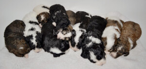 bernedoodles, bernedoodle puppies, bernedoodlees for sale, bernedoodles in canada, tri colour bernedoodles, tri colour, tri colour bernedoodles, tri colour bernedoodles, bernedoodles, bernedoodle breeders, bernedoodle breeders, bernedoodles, bernedoodles, bernedoodles. bernedoodle puppies for sale, berniedoodles, bernadoodles, bernesedoodles, bernedoodles, bernedoodles, bernedoodles, bernedoodle, bernedoodle, bernedoodle, bernedoodle, bernedoodle, bernedoodle puppies, bernedoodle breeders, bernedoodles, bernedoodle puppies, available bernedoodle puppies, available Bernedoodle puppies, tri colour bernedoodle,bernedoodle, bernedoodle, bernedoodle, bernedoodle, bernedoodles, bernedoodle puppies Ontario, bernedoodle, bernedooodle, bernedoodle, bernedoodle, bernedoodle, bernedoodle, bernedoodles, bernedoodle puppies, bernedoodle puppy, bernedoodle breeder in Canada, bernedoodle breeder in Ontario, bernedoodles, bernedoodles for sale, bernedoodles, Willow Brooke Bernedoodles, bernadoodles, available puppies, available Bernedoodle puppies, bernedoodles British Columbia, bernedoodles Alberta, bernedoodles Ontario, bernedoodles Toronto, bernedoodles Quebec, bernedoodles Nova Scotia, bernedoodles Newfoundland, bernedoodles New Brunswick, Bernese mountain dog, labradoodles, goldendoodles, bernedoodles, swiss ridge, swiss ridge kennel, swiss ridge bernedoodles, bernadoodles, berniedoodles, bernedoodles for sale, bernedoodles, bernedoodle, bernedoodle, bernedoodle, bernedoodle, bernedoodle, bernedoodle, bernedoodles, bernedoodles, bernedoodles, bernedoodle, bernedoodle puppy, bernedoodles Toronto, bernedoodles, bernedoodles, bernedoodle, bernedoodles, bernedoodle, bernedoodle, bernedoodle, bernedoodle, bernedoodle, bernedoodle, bernedoodles, bernedoodle, bernedoodles, bernedoodles, bernedoodles, Willow Brooke Bernedoodles, available Bernedoodle puppies, Bernedoodles Canada, bernedoodle, burnadoodle, berniedoodle, bernadoodle, bernadoodle, bernedoodle, bernedoodles, Bernedoodles, Bernese Mountain Dog, Poodle, Standard Poodle, Moyan Poodle, Mini Bernedoodle, Medium Bernedoodle, Standard Bernedoodle, Bernedoodles, bernedoodle, Bernedoodle Canada, bernedoodles bernedoodles bernedoodles, bernedoodles, Willow Brooke Bernedoodles, available bernedoodles, available Bernedoodles, Bernedoodles, bernedoodles, bernedoodle, bernedoodle, bernedoodles, bernedoodle, bernedoodle, bernedoodles, bernedoodle puppy, bernedoodle, bernedoodle, bernedoodles, bernedoodles, bernedoodle, bernedoodle, bernedoodles, bernedoodle puppies, bernedoodle breeder, Ontario bernedoodle puppies, bernedoodles for sale, available bernedoodle puppies, bernedoodle litters, bernedoodles in New York, bernedoodle, bernedoodle puppy, bernedoodle puppies, bernedoodles Ontario, bernedoodle, bernadoodle, bernadoodle, bernedoodles, bernedoodle puppies for sale, puppies for sale, bernedoodle, berniedoodle, bernedoodles in ontario, bernedoodles in Canada