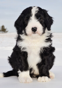 bernedoodles, bernedoodle puppies, bernedoodlees for sale, bernedoodles in canada, tri colour bernedoodles, tri colour, tri colour bernedoodles, tri colour bernedoodles, bernedoodles, bernedoodle breeders, bernedoodle breeders, bernedoodles, bernedoodles, bernedoodles. bernedoodle puppies for sale, berniedoodles, bernadoodles, bernesedoodles, bernedoodles, bernedoodles, bernedoodles, bernedoodle, bernedoodle, bernedoodle, bernedoodle, bernedoodle, bernedoodle puppies, bernedoodle breeders, bernedoodles, bernedoodle puppies, available bernedoodle puppies, available Bernedoodle puppies, tri colour bernedoodle,bernedoodle, bernedoodle, bernedoodle, bernedoodle, bernedoodles, bernedoodle puppies Ontario, bernedoodle, bernedooodle, bernedoodle, bernedoodle, bernedoodle, bernedoodle, bernedoodles, bernedoodle puppies, bernedoodle puppy, bernedoodle breeder in Canada, bernedoodle breeder in Ontario, bernedoodles, bernedoodles for sale, bernedoodles, Willow Brooke Bernedoodles, bernadoodles, available puppies, available Bernedoodle puppies, bernedoodles British Columbia, bernedoodles Alberta, bernedoodles Ontario, bernedoodles Toronto, bernedoodles Quebec, bernedoodles Nova Scotia, bernedoodles Newfoundland, bernedoodles New Brunswick, Bernese mountain dog, labradoodles, goldendoodles, bernedoodles, swiss ridge, swiss ridge kennel, swiss ridge bernedoodles, bernadoodles, berniedoodles, bernedoodles for sale, bernedoodles, bernedoodle, bernedoodle, bernedoodle, bernedoodle, bernedoodle, bernedoodle, bernedoodles, bernedoodles, bernedoodles, bernedoodle, bernedoodle puppy, bernedoodles Toronto, bernedoodles, bernedoodles, bernedoodle, bernedoodles, bernedoodle, bernedoodle, bernedoodle, bernedoodle, bernedoodle, bernedoodle, bernedoodles, bernedoodle, bernedoodles, bernedoodles, bernedoodles, Willow Brooke Bernedoodles, available Bernedoodle puppies, Bernedoodles Canada, bernedoodle, burnadoodle, berniedoodle, bernadoodle, bernadoodle, bernedoodle, bernedoodles, Bernedoodles, Bernese Mountain Dog, Poodle, Standard Poodle, Moyan Poodle, Mini Bernedoodle, Medium Bernedoodle, Standard Bernedoodle, Bernedoodles, bernedoodle, Bernedoodle Canada, bernedoodles bernedoodles bernedoodles, bernedoodles, Willow Brooke Bernedoodles, available bernedoodles, available Bernedoodles, Bernedoodles, bernedoodles, bernedoodle, bernedoodle, bernedoodles, bernedoodle, bernedoodle, bernedoodles, bernedoodle puppy, bernedoodle, bernedoodle, bernedoodles, bernedoodles, bernedoodle, bernedoodle, bernedoodles, bernedoodle puppies, bernedoodle breeder, Ontario bernedoodle puppies, bernedoodles for sale, available bernedoodle puppies, bernedoodle litters, bernedoodles in New York, bernedoodle, bernedoodle puppy, bernedoodle puppies, bernedoodles Ontario, bernedoodle, bernadoodle, bernadoodle, bernedoodles, bernedoodle puppies for sale, puppies for sale, bernedoodle, berniedoodle, bernedoodles in ontario, bernedoodles in Canada