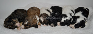 bernedoodles, bernedoodle puppies, bernedoodlees for sale, bernedoodles in canada, tri colour bernedoodles, tri colour, tri colour bernedoodles, tri colour bernedoodles, bernedoodles, bernedoodle breeders, bernedoodle breeders, bernedoodles, bernedoodles, bernedoodles. bernedoodle puppies for sale, berniedoodles, bernadoodles, bernesedoodles, bernedoodles, bernedoodles, bernedoodles, bernedoodle, bernedoodle, bernedoodle, bernedoodle, bernedoodle, bernedoodle puppies, bernedoodle breeders, bernedoodles, bernedoodle puppies, available bernedoodle puppies, available Bernedoodle puppies, tri colour bernedoodle,bernedoodle, bernedoodle, bernedoodle, bernedoodle, bernedoodles, bernedoodle puppies Ontario, bernedoodle, bernedooodle, bernedoodle, bernedoodle, bernedoodle, bernedoodle, bernedoodles, bernedoodle puppies, bernedoodle puppy, bernedoodle breeder in Canada, bernedoodle breeder in Ontario, bernedoodles, bernedoodles for sale, bernedoodles, Willow Brooke Bernedoodles, bernadoodles, available puppies, available Bernedoodle puppies, bernedoodles British Columbia, bernedoodles Alberta, bernedoodles Ontario, bernedoodles Toronto, bernedoodles Quebec, bernedoodles Nova Scotia, bernedoodles Newfoundland, bernedoodles New Brunswick, Bernese mountain dog, labradoodles, goldendoodles, bernedoodles, swiss ridge, swiss ridge kennel, swiss ridge bernedoodles, bernadoodles, berniedoodles, bernedoodles for sale, bernedoodles, bernedoodle, bernedoodle, bernedoodle, bernedoodle, bernedoodle, bernedoodle, bernedoodles, bernedoodles, bernedoodles, bernedoodle, bernedoodle puppy, bernedoodles Toronto, bernedoodles, bernedoodles, bernedoodle, bernedoodles, bernedoodle, bernedoodle, bernedoodle, bernedoodle, bernedoodle, bernedoodle, bernedoodles, bernedoodle, bernedoodles, bernedoodles, bernedoodles, Willow Brooke Bernedoodles, available Bernedoodle puppies, Bernedoodles Canada, bernedoodle, burnadoodle, berniedoodle, bernadoodle, bernadoodle, bernedoodle, bernedoodles, Bernedoodles, Bernese Mountain Dog, Poodle, Standard Poodle, Moyan Poodle, Mini Bernedoodle, Medium Bernedoodle, Standard Bernedoodle, Bernedoodles, bernedoodle, Bernedoodle Canada, bernedoodles bernedoodles bernedoodles, bernedoodles, Willow Brooke Bernedoodles, available bernedoodles, available Bernedoodles, Bernedoodles, bernedoodles, bernedoodle, bernedoodle, bernedoodles, bernedoodle, bernedoodle, bernedoodles, bernedoodle puppy, bernedoodle, bernedoodle, bernedoodles, bernedoodles, bernedoodle, bernedoodle, bernedoodles, bernedoodle puppies, bernedoodle breeder, Ontario bernedoodle puppies, bernedoodles for sale, available bernedoodle puppies, bernedoodle litters, bernedoodles in New York, bernedoodle, bernedoodle puppy, bernedoodle puppies, bernedoodles Ontario, bernedoodle, bernadoodle, bernadoodle, bernedoodles, bernedoodle puppies for sale, puppies for sale, bernedoodle, berniedoodle, bernedoodles in ontario, bernedoodles in Canada