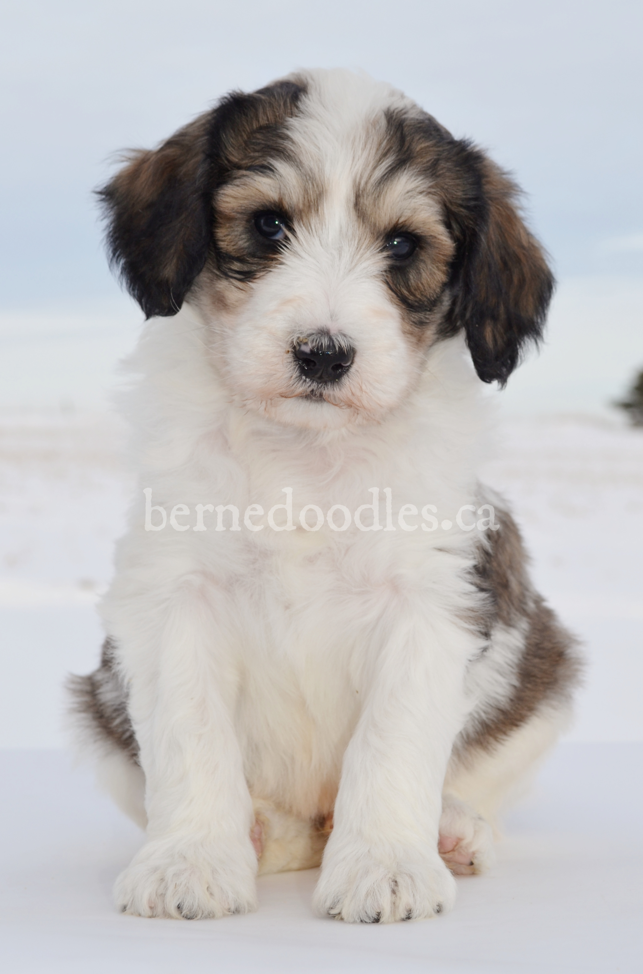 Willowbrooke bernedoodles hot sale