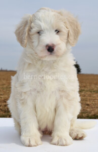 bernedoodles, bernedoodle puppies, bernedoodlees for sale, bernedoodles in canada, tri colour bernedoodles, tri colour, tri colour bernedoodles, tri colour bernedoodles, bernedoodles, bernedoodle breeders, bernedoodle breeders, bernedoodles, bernedoodles, bernedoodles. bernedoodle puppies for sale, berniedoodles, bernadoodles, bernesedoodles, bernedoodles, bernedoodles, bernedoodles, bernedoodle, bernedoodle, bernedoodle, bernedoodle, bernedoodle, bernedoodle puppies, bernedoodle breeders, bernedoodles, bernedoodle puppies, available bernedoodle puppies, available Bernedoodle puppies, tri colour bernedoodle,bernedoodle, bernedoodle, bernedoodle, bernedoodle, bernedoodles, bernedoodle puppies Ontario, bernedoodle, bernedooodle, bernedoodle, bernedoodle, bernedoodle, bernedoodle, bernedoodles, bernedoodle puppies, bernedoodle puppy, bernedoodle breeder in Canada, bernedoodle breeder in Ontario, bernedoodles, bernedoodles for sale,  bernedoodles, Willow Brooke Bernedoodles, bernadoodles, available puppies, available Bernedoodle puppies, bernedoodles British Columbia, bernedoodles Alberta, bernedoodles Ontario, bernedoodles Toronto, bernedoodles Quebec, bernedoodles Nova Scotia, bernedoodles Newfoundland, bernedoodles New Brunswick, Bernese mountain dog, labradoodles, goldendoodles, bernedoodles, swiss ridge, swiss ridge kennel, swiss ridge bernedoodles, bernadoodles, berniedoodles, bernedoodles for sale, bernedoodles, bernedoodle, bernedoodle, bernedoodle, bernedoodle, bernedoodle, bernedoodle, bernedoodles, bernedoodles, bernedoodles, bernedoodle, bernedoodle puppy, bernedoodles Toronto, bernedoodles, bernedoodles, bernedoodle, bernedoodles, bernedoodle, bernedoodle, bernedoodle, bernedoodle, bernedoodle, bernedoodle, bernedoodles, bernedoodle, bernedoodles, bernedoodles, bernedoodles, Willow Brooke Bernedoodles, available Bernedoodle puppies, Bernedoodles Canada, bernedoodle, burnadoodle, berniedoodle, bernadoodle, bernadoodle, bernedoodle, bernedoodles, Bernedoodles, Bernese Mountain Dog, Poodle, Standard Poodle, Moyan Poodle, Mini Bernedoodle, Medium Bernedoodle, Standard Bernedoodle, Bernedoodles, bernedoodle, Bernedoodle Canada, bernedoodles bernedoodles bernedoodles, bernedoodles, Willow Brooke Bernedoodles, available bernedoodles, available Bernedoodles, Bernedoodles, bernedoodles, bernedoodle, bernedoodle, bernedoodles, bernedoodle, bernedoodle, bernedoodles, bernedoodle puppy, bernedoodle, bernedoodle, bernedoodles, bernedoodles, bernedoodle, bernedoodle, bernedoodles, bernedoodle puppies, bernedoodle breeder, Ontario bernedoodle puppies, bernedoodles for sale, available bernedoodle puppies, bernedoodle litters, bernedoodles in New York, bernedoodle, bernedoodle puppy, bernedoodle puppies, bernedoodles Ontario, bernedoodle, bernadoodle, bernadoodle, bernedoodles, bernedoodle puppies for sale, puppies for sale, bernedoodle, berniedoodle, bernedoodles in ontario, bernedoodles in Canada