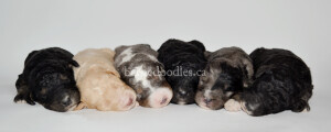 bernedoodles, bernedoodle puppies, bernedoodlees for sale, bernedoodles in canada, tri colour bernedoodles, tri colour, tri colour bernedoodles, tri colour bernedoodles, bernedoodles, bernedoodle breeders, bernedoodle breeders, bernedoodles, bernedoodles, bernedoodles. bernedoodle puppies for sale, berniedoodles, bernadoodles, bernesedoodles, bernedoodles, bernedoodles, bernedoodles, bernedoodle, bernedoodle, bernedoodle, bernedoodle, bernedoodle, bernedoodle puppies, bernedoodle breeders, bernedoodles, bernedoodle puppies, available bernedoodle puppies, available Bernedoodle puppies, tri colour bernedoodle,bernedoodle, bernedoodle, bernedoodle, bernedoodle, bernedoodles, bernedoodle puppies Ontario, bernedoodle, bernedooodle, bernedoodle, bernedoodle, bernedoodle, bernedoodle, bernedoodles, bernedoodle puppies, bernedoodle puppy, bernedoodle breeder in Canada, bernedoodle breeder in Ontario, bernedoodles, bernedoodles for sale, bernedoodles, Willow Brooke Bernedoodles, bernadoodles, available puppies, available Bernedoodle puppies, bernedoodles British Columbia, bernedoodles Alberta, bernedoodles Ontario, bernedoodles Toronto, bernedoodles Quebec, bernedoodles Nova Scotia, bernedoodles Newfoundland, bernedoodles New Brunswick, Bernese mountain dog, labradoodles, goldendoodles, bernedoodles, swiss ridge, swiss ridge kennel, swiss ridge bernedoodles, bernadoodles, berniedoodles, bernedoodles for sale, bernedoodles, bernedoodle, bernedoodle, bernedoodle, bernedoodle, bernedoodle, bernedoodle, bernedoodles, bernedoodles, bernedoodles, bernedoodle, bernedoodle puppy, bernedoodles Toronto, bernedoodles, bernedoodles, bernedoodle, bernedoodles, bernedoodle, bernedoodle, bernedoodle, bernedoodle, bernedoodle, bernedoodle, bernedoodles, bernedoodle, bernedoodles, bernedoodles, bernedoodles, Willow Brooke Bernedoodles, available Bernedoodle puppies, Bernedoodles Canada, bernedoodle, burnadoodle, berniedoodle, bernadoodle, bernadoodle, bernedoodle, bernedoodles, Bernedoodles, Bernese Mountain Dog, Poodle, Standard Poodle, Moyan Poodle, Mini Bernedoodle, Medium Bernedoodle, Standard Bernedoodle, Bernedoodles, bernedoodle, Bernedoodle Canada, bernedoodles bernedoodles bernedoodles, bernedoodles, Willow Brooke Bernedoodles, available bernedoodles, available Bernedoodles, Bernedoodles, bernedoodles, bernedoodle, bernedoodle, bernedoodles, bernedoodle, bernedoodle, bernedoodles, bernedoodle puppy, bernedoodle, bernedoodle, bernedoodles, bernedoodles, bernedoodle, bernedoodle, bernedoodles, bernedoodle puppies, bernedoodle breeder, Ontario bernedoodle puppies, bernedoodles for sale, available bernedoodle puppies, bernedoodle litters, bernedoodles in New York, bernedoodle, bernedoodle puppy, bernedoodle puppies, bernedoodles Ontario, bernedoodle, bernadoodle, bernadoodle, bernedoodles, bernedoodle puppies for sale, puppies for sale, bernedoodle, berniedoodle, bernedoodles in ontario, bernedoodles in Canada