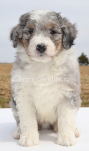 bernedoodles, bernedoodle puppies, bernedoodlees for sale, bernedoodles in canada, tri colour bernedoodles, tri colour, tri colour bernedoodles, tri colour bernedoodles, bernedoodles, bernedoodle breeders, bernedoodle breeders, bernedoodles, bernedoodles, bernedoodles. bernedoodle puppies for sale, berniedoodles, bernadoodles, bernesedoodles, bernedoodles, bernedoodles, bernedoodles, bernedoodle, bernedoodle, bernedoodle, bernedoodle, bernedoodle, bernedoodle puppies, bernedoodle breeders, bernedoodles, bernedoodle puppies, available bernedoodle puppies, available Bernedoodle puppies, tri colour bernedoodle,bernedoodle, bernedoodle, bernedoodle, bernedoodle, bernedoodles, bernedoodle puppies Ontario, bernedoodle, bernedooodle, bernedoodle, bernedoodle, bernedoodle, bernedoodle, bernedoodles, bernedoodle puppies, bernedoodle puppy, bernedoodle breeder in Canada, bernedoodle breeder in Ontario, bernedoodles, bernedoodles for sale,  bernedoodles, Willow Brooke Bernedoodles, bernadoodles, available puppies, available Bernedoodle puppies, bernedoodles British Columbia, bernedoodles Alberta, bernedoodles Ontario, bernedoodles Toronto, bernedoodles Quebec, bernedoodles Nova Scotia, bernedoodles Newfoundland, bernedoodles New Brunswick, Bernese mountain dog, labradoodles, goldendoodles, bernedoodles, swiss ridge, swiss ridge kennel, swiss ridge bernedoodles, bernadoodles, berniedoodles, bernedoodles for sale, bernedoodles, bernedoodle, bernedoodle, bernedoodle, bernedoodle, bernedoodle, bernedoodle, bernedoodles, bernedoodles, bernedoodles, bernedoodle, bernedoodle puppy, bernedoodles Toronto, bernedoodles, bernedoodles, bernedoodle, bernedoodles, bernedoodle, bernedoodle, bernedoodle, bernedoodle, bernedoodle, bernedoodle, bernedoodles, bernedoodle, bernedoodles, bernedoodles, bernedoodles, Willow Brooke Bernedoodles, available Bernedoodle puppies, Bernedoodles Canada, bernedoodle, burnadoodle, berniedoodle, bernadoodle, bernadoodle, bernedoodle, bernedoodles, Bernedoodles, Bernese Mountain Dog, Poodle, Standard Poodle, Moyan Poodle, Mini Bernedoodle, Medium Bernedoodle, Standard Bernedoodle, Bernedoodles, bernedoodle, Bernedoodle Canada, bernedoodles bernedoodles bernedoodles, bernedoodles, Willow Brooke Bernedoodles, available bernedoodles, available Bernedoodles, Bernedoodles, bernedoodles, bernedoodle, bernedoodle, bernedoodles, bernedoodle, bernedoodle, bernedoodles, bernedoodle puppy, bernedoodle, bernedoodle, bernedoodles, bernedoodles, bernedoodle, bernedoodle, bernedoodles, bernedoodle puppies, bernedoodle breeder, Ontario bernedoodle puppies, bernedoodles for sale, available bernedoodle puppies, bernedoodle litters, bernedoodles in New York, bernedoodle, bernedoodle puppy, bernedoodle puppies, bernedoodles Ontario, bernedoodle, bernadoodle, bernadoodle, bernedoodles, bernedoodle puppies for sale, puppies for sale, bernedoodle, berniedoodle, bernedoodles in ontario, bernedoodles in Canada