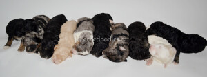 bernedoodles, bernedoodle puppies, bernedoodlees for sale, bernedoodles in canada, tri colour bernedoodles, tri colour, tri colour bernedoodles, tri colour bernedoodles, bernedoodles, bernedoodle breeders, bernedoodle breeders, bernedoodles, bernedoodles, bernedoodles. bernedoodle puppies for sale, berniedoodles, bernadoodles, bernesedoodles, bernedoodles, bernedoodles, bernedoodles, bernedoodle, bernedoodle, bernedoodle, bernedoodle, bernedoodle, bernedoodle puppies, bernedoodle breeders, bernedoodles, bernedoodle puppies, available bernedoodle puppies, available Bernedoodle puppies, tri colour bernedoodle,bernedoodle, bernedoodle, bernedoodle, bernedoodle, bernedoodles, bernedoodle puppies Ontario, bernedoodle, bernedooodle, bernedoodle, bernedoodle, bernedoodle, bernedoodle, bernedoodles, bernedoodle puppies, bernedoodle puppy, bernedoodle breeder in Canada, bernedoodle breeder in Ontario, bernedoodles, bernedoodles for sale, bernedoodles, Willow Brooke Bernedoodles, bernadoodles, available puppies, available Bernedoodle puppies, bernedoodles British Columbia, bernedoodles Alberta, bernedoodles Ontario, bernedoodles Toronto, bernedoodles Quebec, bernedoodles Nova Scotia, bernedoodles Newfoundland, bernedoodles New Brunswick, Bernese mountain dog, labradoodles, goldendoodles, bernedoodles, swiss ridge, swiss ridge kennel, swiss ridge bernedoodles, bernadoodles, berniedoodles, bernedoodles for sale, bernedoodles, bernedoodle, bernedoodle, bernedoodle, bernedoodle, bernedoodle, bernedoodle, bernedoodles, bernedoodles, bernedoodles, bernedoodle, bernedoodle puppy, bernedoodles Toronto, bernedoodles, bernedoodles, bernedoodle, bernedoodles, bernedoodle, bernedoodle, bernedoodle, bernedoodle, bernedoodle, bernedoodle, bernedoodles, bernedoodle, bernedoodles, bernedoodles, bernedoodles, Willow Brooke Bernedoodles, available Bernedoodle puppies, Bernedoodles Canada, bernedoodle, burnadoodle, berniedoodle, bernadoodle, bernadoodle, bernedoodle, bernedoodles, Bernedoodles, Bernese Mountain Dog, Poodle, Standard Poodle, Moyan Poodle, Mini Bernedoodle, Medium Bernedoodle, Standard Bernedoodle, Bernedoodles, bernedoodle, Bernedoodle Canada, bernedoodles bernedoodles bernedoodles, bernedoodles, Willow Brooke Bernedoodles, available bernedoodles, available Bernedoodles, Bernedoodles, bernedoodles, bernedoodle, bernedoodle, bernedoodles, bernedoodle, bernedoodle, bernedoodles, bernedoodle puppy, bernedoodle, bernedoodle, bernedoodles, bernedoodles, bernedoodle, bernedoodle, bernedoodles, bernedoodle puppies, bernedoodle breeder, Ontario bernedoodle puppies, bernedoodles for sale, available bernedoodle puppies, bernedoodle litters, bernedoodles in New York, bernedoodle, bernedoodle puppy, bernedoodle puppies, bernedoodles Ontario, bernedoodle, bernadoodle, bernadoodle, bernedoodles, bernedoodle puppies for sale, puppies for sale, bernedoodle, berniedoodle, bernedoodles in ontario, bernedoodles in Canada