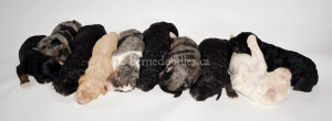 bernedoodles, bernedoodle puppies, bernedoodlees for sale, bernedoodles in canada, tri colour bernedoodles, tri colour, tri colour bernedoodles, tri colour bernedoodles, bernedoodles, bernedoodle breeders, bernedoodle breeders, bernedoodles, bernedoodles, bernedoodles. bernedoodle puppies for sale, berniedoodles, bernadoodles, bernesedoodles, bernedoodles, bernedoodles, bernedoodles, bernedoodle, bernedoodle, bernedoodle, bernedoodle, bernedoodle, bernedoodle puppies, bernedoodle breeders, bernedoodles, bernedoodle puppies, available bernedoodle puppies, available Bernedoodle puppies, tri colour bernedoodle,bernedoodle, bernedoodle, bernedoodle, bernedoodle, bernedoodles, bernedoodle puppies Ontario, bernedoodle, bernedooodle, bernedoodle, bernedoodle, bernedoodle, bernedoodle, bernedoodles, bernedoodle puppies, bernedoodle puppy, bernedoodle breeder in Canada, bernedoodle breeder in Ontario, bernedoodles, bernedoodles for sale, bernedoodles, Willow Brooke Bernedoodles, bernadoodles, available puppies, available Bernedoodle puppies, bernedoodles British Columbia, bernedoodles Alberta, bernedoodles Ontario, bernedoodles Toronto, bernedoodles Quebec, bernedoodles Nova Scotia, bernedoodles Newfoundland, bernedoodles New Brunswick, Bernese mountain dog, labradoodles, goldendoodles, bernedoodles, swiss ridge, swiss ridge kennel, swiss ridge bernedoodles, bernadoodles, berniedoodles, bernedoodles for sale, bernedoodles, bernedoodle, bernedoodle, bernedoodle, bernedoodle, bernedoodle, bernedoodle, bernedoodles, bernedoodles, bernedoodles, bernedoodle, bernedoodle puppy, bernedoodles Toronto, bernedoodles, bernedoodles, bernedoodle, bernedoodles, bernedoodle, bernedoodle, bernedoodle, bernedoodle, bernedoodle, bernedoodle, bernedoodles, bernedoodle, bernedoodles, bernedoodles, bernedoodles, Willow Brooke Bernedoodles, available Bernedoodle puppies, Bernedoodles Canada, bernedoodle, burnadoodle, berniedoodle, bernadoodle, bernadoodle, bernedoodle, bernedoodles, Bernedoodles, Bernese Mountain Dog, Poodle, Standard Poodle, Moyan Poodle, Mini Bernedoodle, Medium Bernedoodle, Standard Bernedoodle, Bernedoodles, bernedoodle, Bernedoodle Canada, bernedoodles bernedoodles bernedoodles, bernedoodles, Willow Brooke Bernedoodles, available bernedoodles, available Bernedoodles, Bernedoodles, bernedoodles, bernedoodle, bernedoodle, bernedoodles, bernedoodle, bernedoodle, bernedoodles, bernedoodle puppy, bernedoodle, bernedoodle, bernedoodles, bernedoodles, bernedoodle, bernedoodle, bernedoodles, bernedoodle puppies, bernedoodle breeder, Ontario bernedoodle puppies, bernedoodles for sale, available bernedoodle puppies, bernedoodle litters, bernedoodles in New York, bernedoodle, bernedoodle puppy, bernedoodle puppies, bernedoodles Ontario, bernedoodle, bernadoodle, bernadoodle, bernedoodles, bernedoodle puppies for sale, puppies for sale, bernedoodle, berniedoodle, bernedoodles in ontario, bernedoodles in Canada