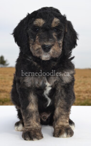 bernedoodles, bernedoodle puppies, bernedoodlees for sale, bernedoodles in canada, tri colour bernedoodles, tri colour, tri colour bernedoodles, tri colour bernedoodles, bernedoodles, bernedoodle breeders, bernedoodle breeders, bernedoodles, bernedoodles, bernedoodles. bernedoodle puppies for sale, berniedoodles, bernadoodles, bernesedoodles, bernedoodles, bernedoodles, bernedoodles, bernedoodle, bernedoodle, bernedoodle, bernedoodle, bernedoodle, bernedoodle puppies, bernedoodle breeders, bernedoodles, bernedoodle puppies, available bernedoodle puppies, available Bernedoodle puppies, tri colour bernedoodle,bernedoodle, bernedoodle, bernedoodle, bernedoodle, bernedoodles, bernedoodle puppies Ontario, bernedoodle, bernedooodle, bernedoodle, bernedoodle, bernedoodle, bernedoodle, bernedoodles, bernedoodle puppies, bernedoodle puppy, bernedoodle breeder in Canada, bernedoodle breeder in Ontario, bernedoodles, bernedoodles for sale,  bernedoodles, Willow Brooke Bernedoodles, bernadoodles, available puppies, available Bernedoodle puppies, bernedoodles British Columbia, bernedoodles Alberta, bernedoodles Ontario, bernedoodles Toronto, bernedoodles Quebec, bernedoodles Nova Scotia, bernedoodles Newfoundland, bernedoodles New Brunswick, Bernese mountain dog, labradoodles, goldendoodles, bernedoodles, swiss ridge, swiss ridge kennel, swiss ridge bernedoodles, bernadoodles, berniedoodles, bernedoodles for sale, bernedoodles, bernedoodle, bernedoodle, bernedoodle, bernedoodle, bernedoodle, bernedoodle, bernedoodles, bernedoodles, bernedoodles, bernedoodle, bernedoodle puppy, bernedoodles Toronto, bernedoodles, bernedoodles, bernedoodle, bernedoodles, bernedoodle, bernedoodle, bernedoodle, bernedoodle, bernedoodle, bernedoodle, bernedoodles, bernedoodle, bernedoodles, bernedoodles, bernedoodles, Willow Brooke Bernedoodles, available Bernedoodle puppies, Bernedoodles Canada, bernedoodle, burnadoodle, berniedoodle, bernadoodle, bernadoodle, bernedoodle, bernedoodles, Bernedoodles, Bernese Mountain Dog, Poodle, Standard Poodle, Moyan Poodle, Mini Bernedoodle, Medium Bernedoodle, Standard Bernedoodle, Bernedoodles, bernedoodle, Bernedoodle Canada, bernedoodles bernedoodles bernedoodles, bernedoodles, Willow Brooke Bernedoodles, available bernedoodles, available Bernedoodles, Bernedoodles, bernedoodles, bernedoodle, bernedoodle, bernedoodles, bernedoodle, bernedoodle, bernedoodles, bernedoodle puppy, bernedoodle, bernedoodle, bernedoodles, bernedoodles, bernedoodle, bernedoodle, bernedoodles, bernedoodle puppies, bernedoodle breeder, Ontario bernedoodle puppies, bernedoodles for sale, available bernedoodle puppies, bernedoodle litters, bernedoodles in New York, bernedoodle, bernedoodle puppy, bernedoodle puppies, bernedoodles Ontario, bernedoodle, bernadoodle, bernadoodle, bernedoodles, bernedoodle puppies for sale, puppies for sale, bernedoodle, berniedoodle, bernedoodles in ontario, bernedoodles in Canada