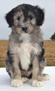 bernedoodles, bernedoodle puppies, bernedoodlees for sale, bernedoodles in canada, tri colour bernedoodles, tri colour, tri colour bernedoodles, tri colour bernedoodles, bernedoodles, bernedoodle breeders, bernedoodle breeders, bernedoodles, bernedoodles, bernedoodles. bernedoodle puppies for sale, berniedoodles, bernadoodles, bernesedoodles, bernedoodles, bernedoodles, bernedoodles, bernedoodle, bernedoodle, bernedoodle, bernedoodle, bernedoodle, bernedoodle puppies, bernedoodle breeders, bernedoodles, bernedoodle puppies, available bernedoodle puppies, available Bernedoodle puppies, tri colour bernedoodle,bernedoodle, bernedoodle, bernedoodle, bernedoodle, bernedoodles, bernedoodle puppies Ontario, bernedoodle, bernedooodle, bernedoodle, bernedoodle, bernedoodle, bernedoodle, bernedoodles, bernedoodle puppies, bernedoodle puppy, bernedoodle breeder in Canada, bernedoodle breeder in Ontario, bernedoodles, bernedoodles for sale,  bernedoodles, Willow Brooke Bernedoodles, bernadoodles, available puppies, available Bernedoodle puppies, bernedoodles British Columbia, bernedoodles Alberta, bernedoodles Ontario, bernedoodles Toronto, bernedoodles Quebec, bernedoodles Nova Scotia, bernedoodles Newfoundland, bernedoodles New Brunswick, Bernese mountain dog, labradoodles, goldendoodles, bernedoodles, swiss ridge, swiss ridge kennel, swiss ridge bernedoodles, bernadoodles, berniedoodles, bernedoodles for sale, bernedoodles, bernedoodle, bernedoodle, bernedoodle, bernedoodle, bernedoodle, bernedoodle, bernedoodles, bernedoodles, bernedoodles, bernedoodle, bernedoodle puppy, bernedoodles Toronto, bernedoodles, bernedoodles, bernedoodle, bernedoodles, bernedoodle, bernedoodle, bernedoodle, bernedoodle, bernedoodle, bernedoodle, bernedoodles, bernedoodle, bernedoodles, bernedoodles, bernedoodles, Willow Brooke Bernedoodles, available Bernedoodle puppies, Bernedoodles Canada, bernedoodle, burnadoodle, berniedoodle, bernadoodle, bernadoodle, bernedoodle, bernedoodles, Bernedoodles, Bernese Mountain Dog, Poodle, Standard Poodle, Moyan Poodle, Mini Bernedoodle, Medium Bernedoodle, Standard Bernedoodle, Bernedoodles, bernedoodle, Bernedoodle Canada, bernedoodles bernedoodles bernedoodles, bernedoodles, Willow Brooke Bernedoodles, available bernedoodles, available Bernedoodles, Bernedoodles, bernedoodles, bernedoodle, bernedoodle, bernedoodles, bernedoodle, bernedoodle, bernedoodles, bernedoodle puppy, bernedoodle, bernedoodle, bernedoodles, bernedoodles, bernedoodle, bernedoodle, bernedoodles, bernedoodle puppies, bernedoodle breeder, Ontario bernedoodle puppies, bernedoodles for sale, available bernedoodle puppies, bernedoodle litters, bernedoodles in New York, bernedoodle, bernedoodle puppy, bernedoodle puppies, bernedoodles Ontario, bernedoodle, bernadoodle, bernadoodle, bernedoodles, bernedoodle puppies for sale, puppies for sale, bernedoodle, berniedoodle, bernedoodles in ontario, bernedoodles in Canada