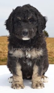 bernedoodles, bernedoodle puppies, bernedoodlees for sale, bernedoodles in canada, tri colour bernedoodles, tri colour, tri colour bernedoodles, tri colour bernedoodles, bernedoodles, bernedoodle breeders, bernedoodle breeders, bernedoodles, bernedoodles, bernedoodles. bernedoodle puppies for sale, berniedoodles, bernadoodles, bernesedoodles, bernedoodles, bernedoodles, bernedoodles, bernedoodle, bernedoodle, bernedoodle, bernedoodle, bernedoodle, bernedoodle puppies, bernedoodle breeders, bernedoodles, bernedoodle puppies, available bernedoodle puppies, available Bernedoodle puppies, tri colour bernedoodle,bernedoodle, bernedoodle, bernedoodle, bernedoodle, bernedoodles, bernedoodle puppies Ontario, bernedoodle, bernedooodle, bernedoodle, bernedoodle, bernedoodle, bernedoodle, bernedoodles, bernedoodle puppies, bernedoodle puppy, bernedoodle breeder in Canada, bernedoodle breeder in Ontario, bernedoodles, bernedoodles for sale,  bernedoodles, Willow Brooke Bernedoodles, bernadoodles, available puppies, available Bernedoodle puppies, bernedoodles British Columbia, bernedoodles Alberta, bernedoodles Ontario, bernedoodles Toronto, bernedoodles Quebec, bernedoodles Nova Scotia, bernedoodles Newfoundland, bernedoodles New Brunswick, Bernese mountain dog, labradoodles, goldendoodles, bernedoodles, swiss ridge, swiss ridge kennel, swiss ridge bernedoodles, bernadoodles, berniedoodles, bernedoodles for sale, bernedoodles, bernedoodle, bernedoodle, bernedoodle, bernedoodle, bernedoodle, bernedoodle, bernedoodles, bernedoodles, bernedoodles, bernedoodle, bernedoodle puppy, bernedoodles Toronto, bernedoodles, bernedoodles, bernedoodle, bernedoodles, bernedoodle, bernedoodle, bernedoodle, bernedoodle, bernedoodle, bernedoodle, bernedoodles, bernedoodle, bernedoodles, bernedoodles, bernedoodles, Willow Brooke Bernedoodles, available Bernedoodle puppies, Bernedoodles Canada, bernedoodle, burnadoodle, berniedoodle, bernadoodle, bernadoodle, bernedoodle, bernedoodles, Bernedoodles, Bernese Mountain Dog, Poodle, Standard Poodle, Moyan Poodle, Mini Bernedoodle, Medium Bernedoodle, Standard Bernedoodle, Bernedoodles, bernedoodle, Bernedoodle Canada, bernedoodles bernedoodles bernedoodles, bernedoodles, Willow Brooke Bernedoodles, available bernedoodles, available Bernedoodles, Bernedoodles, bernedoodles, bernedoodle, bernedoodle, bernedoodles, bernedoodle, bernedoodle, bernedoodles, bernedoodle puppy, bernedoodle, bernedoodle, bernedoodles, bernedoodles, bernedoodle, bernedoodle, bernedoodles, bernedoodle puppies, bernedoodle breeder, Ontario bernedoodle puppies, bernedoodles for sale, available bernedoodle puppies, bernedoodle litters, bernedoodles in New York, bernedoodle, bernedoodle puppy, bernedoodle puppies, bernedoodles Ontario, bernedoodle, bernadoodle, bernadoodle, bernedoodles, bernedoodle puppies for sale, puppies for sale, bernedoodle, berniedoodle, bernedoodles in ontario, bernedoodles in Canada