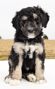 bernedoodles, bernedoodle puppies, bernedoodlees for sale, bernedoodles in canada, tri colour bernedoodles, tri colour, tri colour bernedoodles, tri colour bernedoodles, bernedoodles, bernedoodle breeders, bernedoodle breeders, bernedoodles, bernedoodles, bernedoodles. bernedoodle puppies for sale, berniedoodles, bernadoodles, bernesedoodles, bernedoodles, bernedoodles, bernedoodles, bernedoodle, bernedoodle, bernedoodle, bernedoodle, bernedoodle, bernedoodle puppies, bernedoodle breeders, bernedoodles, bernedoodle puppies, available bernedoodle puppies, available Bernedoodle puppies, tri colour bernedoodle,bernedoodle, bernedoodle, bernedoodle, bernedoodle, bernedoodles, bernedoodle puppies Ontario, bernedoodle, bernedooodle, bernedoodle, bernedoodle, bernedoodle, bernedoodle, bernedoodles, bernedoodle puppies, bernedoodle puppy, bernedoodle breeder in Canada, bernedoodle breeder in Ontario, bernedoodles, bernedoodles for sale,  bernedoodles, Willow Brooke Bernedoodles, bernadoodles, available puppies, available Bernedoodle puppies, bernedoodles British Columbia, bernedoodles Alberta, bernedoodles Ontario, bernedoodles Toronto, bernedoodles Quebec, bernedoodles Nova Scotia, bernedoodles Newfoundland, bernedoodles New Brunswick, Bernese mountain dog, labradoodles, goldendoodles, bernedoodles, swiss ridge, swiss ridge kennel, swiss ridge bernedoodles, bernadoodles, berniedoodles, bernedoodles for sale, bernedoodles, bernedoodle, bernedoodle, bernedoodle, bernedoodle, bernedoodle, bernedoodle, bernedoodles, bernedoodles, bernedoodles, bernedoodle, bernedoodle puppy, bernedoodles Toronto, bernedoodles, bernedoodles, bernedoodle, bernedoodles, bernedoodle, bernedoodle, bernedoodle, bernedoodle, bernedoodle, bernedoodle, bernedoodles, bernedoodle, bernedoodles, bernedoodles, bernedoodles, Willow Brooke Bernedoodles, available Bernedoodle puppies, Bernedoodles Canada, bernedoodle, burnadoodle, berniedoodle, bernadoodle, bernadoodle, bernedoodle, bernedoodles, Bernedoodles, Bernese Mountain Dog, Poodle, Standard Poodle, Moyan Poodle, Mini Bernedoodle, Medium Bernedoodle, Standard Bernedoodle, Bernedoodles, bernedoodle, Bernedoodle Canada, bernedoodles bernedoodles bernedoodles, bernedoodles, Willow Brooke Bernedoodles, available bernedoodles, available Bernedoodles, Bernedoodles, bernedoodles, bernedoodle, bernedoodle, bernedoodles, bernedoodle, bernedoodle, bernedoodles, bernedoodle puppy, bernedoodle, bernedoodle, bernedoodles, bernedoodles, bernedoodle, bernedoodle, bernedoodles, bernedoodle puppies, bernedoodle breeder, Ontario bernedoodle puppies, bernedoodles for sale, available bernedoodle puppies, bernedoodle litters, bernedoodles in New York, bernedoodle, bernedoodle puppy, bernedoodle puppies, bernedoodles Ontario, bernedoodle, bernadoodle, bernadoodle, bernedoodles, bernedoodle puppies for sale, puppies for sale, bernedoodle, berniedoodle, bernedoodles in ontario, bernedoodles in Canada