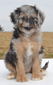 bernedoodles, bernedoodle puppies, bernedoodlees for sale, bernedoodles in canada, tri colour bernedoodles, tri colour, tri colour bernedoodles, tri colour bernedoodles, bernedoodles, bernedoodle breeders, bernedoodle breeders, bernedoodles, bernedoodles, bernedoodles. bernedoodle puppies for sale, berniedoodles, bernadoodles, bernesedoodles, bernedoodles, bernedoodles, bernedoodles, bernedoodle, bernedoodle, bernedoodle, bernedoodle, bernedoodle, bernedoodle puppies, bernedoodle breeders, bernedoodles, bernedoodle puppies, available bernedoodle puppies, available Bernedoodle puppies, tri colour bernedoodle,bernedoodle, bernedoodle, bernedoodle, bernedoodle, bernedoodles, bernedoodle puppies Ontario, bernedoodle, bernedooodle, bernedoodle, bernedoodle, bernedoodle, bernedoodle, bernedoodles, bernedoodle puppies, bernedoodle puppy, bernedoodle breeder in Canada, bernedoodle breeder in Ontario, bernedoodles, bernedoodles for sale,  bernedoodles, Willow Brooke Bernedoodles, bernadoodles, available puppies, available Bernedoodle puppies, bernedoodles British Columbia, bernedoodles Alberta, bernedoodles Ontario, bernedoodles Toronto, bernedoodles Quebec, bernedoodles Nova Scotia, bernedoodles Newfoundland, bernedoodles New Brunswick, Bernese mountain dog, labradoodles, goldendoodles, bernedoodles, swiss ridge, swiss ridge kennel, swiss ridge bernedoodles, bernadoodles, berniedoodles, bernedoodles for sale, bernedoodles, bernedoodle, bernedoodle, bernedoodle, bernedoodle, bernedoodle, bernedoodle, bernedoodles, bernedoodles, bernedoodles, bernedoodle, bernedoodle puppy, bernedoodles Toronto, bernedoodles, bernedoodles, bernedoodle, bernedoodles, bernedoodle, bernedoodle, bernedoodle, bernedoodle, bernedoodle, bernedoodle, bernedoodles, bernedoodle, bernedoodles, bernedoodles, bernedoodles, Willow Brooke Bernedoodles, available Bernedoodle puppies, Bernedoodles Canada, bernedoodle, burnadoodle, berniedoodle, bernadoodle, bernadoodle, bernedoodle, bernedoodles, Bernedoodles, Bernese Mountain Dog, Poodle, Standard Poodle, Moyan Poodle, Mini Bernedoodle, Medium Bernedoodle, Standard Bernedoodle, Bernedoodles, bernedoodle, Bernedoodle Canada, bernedoodles bernedoodles bernedoodles, bernedoodles, Willow Brooke Bernedoodles, available bernedoodles, available Bernedoodles, Bernedoodles, bernedoodles, bernedoodle, bernedoodle, bernedoodles, bernedoodle, bernedoodle, bernedoodles, bernedoodle puppy, bernedoodle, bernedoodle, bernedoodles, bernedoodles, bernedoodle, bernedoodle, bernedoodles, bernedoodle puppies, bernedoodle breeder, Ontario bernedoodle puppies, bernedoodles for sale, available bernedoodle puppies, bernedoodle litters, bernedoodles in New York, bernedoodle, bernedoodle puppy, bernedoodle puppies, bernedoodles Ontario, bernedoodle, bernadoodle, bernadoodle, bernedoodles, bernedoodle puppies for sale, puppies for sale, bernedoodle, berniedoodle, bernedoodles in ontario, bernedoodles in Canada