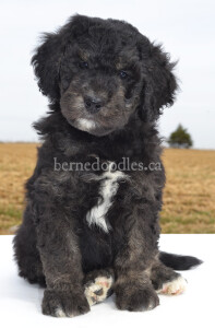 bernedoodles, bernedoodle puppies, bernedoodlees for sale, bernedoodles in canada, tri colour bernedoodles, tri colour, tri colour bernedoodles, tri colour bernedoodles, bernedoodles, bernedoodle breeders, bernedoodle breeders, bernedoodles, bernedoodles, bernedoodles. bernedoodle puppies for sale, berniedoodles, bernadoodles, bernesedoodles, bernedoodles, bernedoodles, bernedoodles, bernedoodle, bernedoodle, bernedoodle, bernedoodle, bernedoodle, bernedoodle puppies, bernedoodle breeders, bernedoodles, bernedoodle puppies, available bernedoodle puppies, available Bernedoodle puppies, tri colour bernedoodle,bernedoodle, bernedoodle, bernedoodle, bernedoodle, bernedoodles, bernedoodle puppies Ontario, bernedoodle, bernedooodle, bernedoodle, bernedoodle, bernedoodle, bernedoodle, bernedoodles, bernedoodle puppies, bernedoodle puppy, bernedoodle breeder in Canada, bernedoodle breeder in Ontario, bernedoodles, bernedoodles for sale,  bernedoodles, Willow Brooke Bernedoodles, bernadoodles, available puppies, available Bernedoodle puppies, bernedoodles British Columbia, bernedoodles Alberta, bernedoodles Ontario, bernedoodles Toronto, bernedoodles Quebec, bernedoodles Nova Scotia, bernedoodles Newfoundland, bernedoodles New Brunswick, Bernese mountain dog, labradoodles, goldendoodles, bernedoodles, swiss ridge, swiss ridge kennel, swiss ridge bernedoodles, bernadoodles, berniedoodles, bernedoodles for sale, bernedoodles, bernedoodle, bernedoodle, bernedoodle, bernedoodle, bernedoodle, bernedoodle, bernedoodles, bernedoodles, bernedoodles, bernedoodle, bernedoodle puppy, bernedoodles Toronto, bernedoodles, bernedoodles, bernedoodle, bernedoodles, bernedoodle, bernedoodle, bernedoodle, bernedoodle, bernedoodle, bernedoodle, bernedoodles, bernedoodle, bernedoodles, bernedoodles, bernedoodles, Willow Brooke Bernedoodles, available Bernedoodle puppies, Bernedoodles Canada, bernedoodle, burnadoodle, berniedoodle, bernadoodle, bernadoodle, bernedoodle, bernedoodles, Bernedoodles, Bernese Mountain Dog, Poodle, Standard Poodle, Moyan Poodle, Mini Bernedoodle, Medium Bernedoodle, Standard Bernedoodle, Bernedoodles, bernedoodle, Bernedoodle Canada, bernedoodles bernedoodles bernedoodles, bernedoodles, Willow Brooke Bernedoodles, available bernedoodles, available Bernedoodles, Bernedoodles, bernedoodles, bernedoodle, bernedoodle, bernedoodles, bernedoodle, bernedoodle, bernedoodles, bernedoodle puppy, bernedoodle, bernedoodle, bernedoodles, bernedoodles, bernedoodle, bernedoodle, bernedoodles, bernedoodle puppies, bernedoodle breeder, Ontario bernedoodle puppies, bernedoodles for sale, available bernedoodle puppies, bernedoodle litters, bernedoodles in New York, bernedoodle, bernedoodle puppy, bernedoodle puppies, bernedoodles Ontario, bernedoodle, bernadoodle, bernadoodle, bernedoodles, bernedoodle puppies for sale, puppies for sale, bernedoodle, berniedoodle, bernedoodles in ontario, bernedoodles in Canada