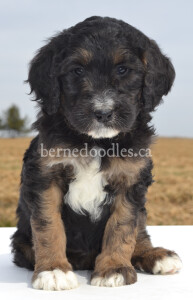 bernedoodles, bernedoodle puppies, bernedoodlees for sale, bernedoodles in canada, tri colour bernedoodles, tri colour, tri colour bernedoodles, tri colour bernedoodles, bernedoodles, bernedoodle breeders, bernedoodle breeders, bernedoodles, bernedoodles, bernedoodles. bernedoodle puppies for sale, berniedoodles, bernadoodles, bernesedoodles, bernedoodles, bernedoodles, bernedoodles, bernedoodle, bernedoodle, bernedoodle, bernedoodle, bernedoodle, bernedoodle puppies, bernedoodle breeders, bernedoodles, bernedoodle puppies, available bernedoodle puppies, available Bernedoodle puppies, tri colour bernedoodle,bernedoodle, bernedoodle, bernedoodle, bernedoodle, bernedoodles, bernedoodle puppies Ontario, bernedoodle, bernedooodle, bernedoodle, bernedoodle, bernedoodle, bernedoodle, bernedoodles, bernedoodle puppies, bernedoodle puppy, bernedoodle breeder in Canada, bernedoodle breeder in Ontario, bernedoodles, bernedoodles for sale,  bernedoodles, Willow Brooke Bernedoodles, bernadoodles, available puppies, available Bernedoodle puppies, bernedoodles British Columbia, bernedoodles Alberta, bernedoodles Ontario, bernedoodles Toronto, bernedoodles Quebec, bernedoodles Nova Scotia, bernedoodles Newfoundland, bernedoodles New Brunswick, Bernese mountain dog, labradoodles, goldendoodles, bernedoodles, swiss ridge, swiss ridge kennel, swiss ridge bernedoodles, bernadoodles, berniedoodles, bernedoodles for sale, bernedoodles, bernedoodle, bernedoodle, bernedoodle, bernedoodle, bernedoodle, bernedoodle, bernedoodles, bernedoodles, bernedoodles, bernedoodle, bernedoodle puppy, bernedoodles Toronto, bernedoodles, bernedoodles, bernedoodle, bernedoodles, bernedoodle, bernedoodle, bernedoodle, bernedoodle, bernedoodle, bernedoodle, bernedoodles, bernedoodle, bernedoodles, bernedoodles, bernedoodles, Willow Brooke Bernedoodles, available Bernedoodle puppies, Bernedoodles Canada, bernedoodle, burnadoodle, berniedoodle, bernadoodle, bernadoodle, bernedoodle, bernedoodles, Bernedoodles, Bernese Mountain Dog, Poodle, Standard Poodle, Moyan Poodle, Mini Bernedoodle, Medium Bernedoodle, Standard Bernedoodle, Bernedoodles, bernedoodle, Bernedoodle Canada, bernedoodles bernedoodles bernedoodles, bernedoodles, Willow Brooke Bernedoodles, available bernedoodles, available Bernedoodles, Bernedoodles, bernedoodles, bernedoodle, bernedoodle, bernedoodles, bernedoodle, bernedoodle, bernedoodles, bernedoodle puppy, bernedoodle, bernedoodle, bernedoodles, bernedoodles, bernedoodle, bernedoodle, bernedoodles, bernedoodle puppies, bernedoodle breeder, Ontario bernedoodle puppies, bernedoodles for sale, available bernedoodle puppies, bernedoodle litters, bernedoodles in New York, bernedoodle, bernedoodle puppy, bernedoodle puppies, bernedoodles Ontario, bernedoodle, bernadoodle, bernadoodle, bernedoodles, bernedoodle puppies for sale, puppies for sale, bernedoodle, berniedoodle, bernedoodles in ontario, bernedoodles in Canada