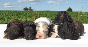 bernedoodles, bernedoodle puppies, bernedoodlees for sale, bernedoodles in canada, tri colour bernedoodles, tri colour, tri colour bernedoodles, tri colour bernedoodles, bernedoodles, bernedoodle breeders, bernedoodle breeders, bernedoodles, bernedoodles, bernedoodles. bernedoodle puppies for sale, berniedoodles, bernadoodles, bernesedoodles, bernedoodles, bernedoodles, bernedoodles, bernedoodle, bernedoodle, bernedoodle, bernedoodle, bernedoodle, bernedoodle puppies, bernedoodle breeders, bernedoodles, bernedoodle puppies, available bernedoodle puppies, available Bernedoodle puppies, tri colour bernedoodle,bernedoodle, bernedoodle, bernedoodle, bernedoodle, bernedoodles, bernedoodle puppies Ontario, bernedoodle, bernedooodle, bernedoodle, bernedoodle, bernedoodle, bernedoodle, bernedoodles, bernedoodle puppies, bernedoodle puppy, bernedoodle breeder in Canada, bernedoodle breeder in Ontario, bernedoodles, bernedoodles for sale, bernedoodles, Willow Brooke Bernedoodles, bernadoodles, available puppies, available Bernedoodle puppies, bernedoodles British Columbia, bernedoodles Alberta, bernedoodles Ontario, bernedoodles Toronto, bernedoodles Quebec, bernedoodles Nova Scotia, bernedoodles Newfoundland, bernedoodles New Brunswick, Bernese mountain dog, labradoodles, goldendoodles, bernedoodles, swiss ridge, swiss ridge kennel, swiss ridge bernedoodles, bernadoodles, berniedoodles, bernedoodles for sale, bernedoodles, bernedoodle, bernedoodle, bernedoodle, bernedoodle, bernedoodle, bernedoodle, bernedoodles, bernedoodles, bernedoodles, bernedoodle, bernedoodle puppy, bernedoodles Toronto, bernedoodles, bernedoodles, bernedoodle, bernedoodles, bernedoodle, bernedoodle, bernedoodle, bernedoodle, bernedoodle, bernedoodle, bernedoodles, bernedoodle, bernedoodles, bernedoodles, bernedoodles, Willow Brooke Bernedoodles, available Bernedoodle puppies, Bernedoodles Canada, bernedoodle, burnadoodle, berniedoodle, bernadoodle, bernadoodle, bernedoodle, bernedoodles, Bernedoodles, Bernese Mountain Dog, Poodle, Standard Poodle, Moyan Poodle, Mini Bernedoodle, Medium Bernedoodle, Standard Bernedoodle, Bernedoodles, bernedoodle, Bernedoodle Canada, bernedoodles bernedoodles bernedoodles, bernedoodles, Willow Brooke Bernedoodles, available bernedoodles, available Bernedoodles, Bernedoodles, bernedoodles, bernedoodle, bernedoodle, bernedoodles, bernedoodle, bernedoodle, bernedoodles, bernedoodle puppy, bernedoodle, bernedoodle, bernedoodles, bernedoodles, bernedoodle, bernedoodle, bernedoodles, bernedoodle puppies, bernedoodle breeder, Ontario bernedoodle puppies, bernedoodles for sale, available bernedoodle puppies, bernedoodle litters, bernedoodles in New York, bernedoodle, bernedoodle puppy, bernedoodle puppies, bernedoodles Ontario, bernedoodle, bernadoodle, bernadoodle, bernedoodles, bernedoodle puppies for sale, puppies for sale, bernedoodle, berniedoodle, bernedoodles in ontario, bernedoodles in Canada