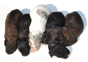 bernedoodles, bernedoodle puppies, bernedoodlees for sale, bernedoodles in canada, tri colour bernedoodles, tri colour, tri colour bernedoodles, tri colour bernedoodles, bernedoodles, bernedoodle breeders, bernedoodle breeders, bernedoodles, bernedoodles, bernedoodles. bernedoodle puppies for sale, berniedoodles, bernadoodles, bernesedoodles, bernedoodles, bernedoodles, bernedoodles, bernedoodle, bernedoodle, bernedoodle, bernedoodle, bernedoodle, bernedoodle puppies, bernedoodle breeders, bernedoodles, bernedoodle puppies, available bernedoodle puppies, available Bernedoodle puppies, tri colour bernedoodle,bernedoodle, bernedoodle, bernedoodle, bernedoodle, bernedoodles, bernedoodle puppies Ontario, bernedoodle, bernedooodle, bernedoodle, bernedoodle, bernedoodle, bernedoodle, bernedoodles, bernedoodle puppies, bernedoodle puppy, bernedoodle breeder in Canada, bernedoodle breeder in Ontario, bernedoodles, bernedoodles for sale, bernedoodles, Willow Brooke Bernedoodles, bernadoodles, available puppies, available Bernedoodle puppies, bernedoodles British Columbia, bernedoodles Alberta, bernedoodles Ontario, bernedoodles Toronto, bernedoodles Quebec, bernedoodles Nova Scotia, bernedoodles Newfoundland, bernedoodles New Brunswick, Bernese mountain dog, labradoodles, goldendoodles, bernedoodles, swiss ridge, swiss ridge kennel, swiss ridge bernedoodles, bernadoodles, berniedoodles, bernedoodles for sale, bernedoodles, bernedoodle, bernedoodle, bernedoodle, bernedoodle, bernedoodle, bernedoodle, bernedoodles, bernedoodles, bernedoodles, bernedoodle, bernedoodle puppy, bernedoodles Toronto, bernedoodles, bernedoodles, bernedoodle, bernedoodles, bernedoodle, bernedoodle, bernedoodle, bernedoodle, bernedoodle, bernedoodle, bernedoodles, bernedoodle, bernedoodles, bernedoodles, bernedoodles, Willow Brooke Bernedoodles, available Bernedoodle puppies, Bernedoodles Canada, bernedoodle, burnadoodle, berniedoodle, bernadoodle, bernadoodle, bernedoodle, bernedoodles, Bernedoodles, Bernese Mountain Dog, Poodle, Standard Poodle, Moyan Poodle, Mini Bernedoodle, Medium Bernedoodle, Standard Bernedoodle, Bernedoodles, bernedoodle, Bernedoodle Canada, bernedoodles bernedoodles bernedoodles, bernedoodles, Willow Brooke Bernedoodles, available bernedoodles, available Bernedoodles, Bernedoodles, bernedoodles, bernedoodle, bernedoodle, bernedoodles, bernedoodle, bernedoodle, bernedoodles, bernedoodle puppy, bernedoodle, bernedoodle, bernedoodles, bernedoodles, bernedoodle, bernedoodle, bernedoodles, bernedoodle puppies, bernedoodle breeder, Ontario bernedoodle puppies, bernedoodles for sale, available bernedoodle puppies, bernedoodle litters, bernedoodles in New York, bernedoodle, bernedoodle puppy, bernedoodle puppies, bernedoodles Ontario, bernedoodle, bernadoodle, bernadoodle, bernedoodles, bernedoodle puppies for sale, puppies for sale, bernedoodle, berniedoodle, bernedoodles in ontario, bernedoodles in Canada