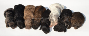 bernedoodles, bernedoodle puppies, bernedoodlees for sale, bernedoodles in canada, tri colour bernedoodles, tri colour, tri colour bernedoodles, tri colour bernedoodles, bernedoodles, bernedoodle breeders, bernedoodle breeders, bernedoodles, bernedoodles, bernedoodles. bernedoodle puppies for sale, berniedoodles, bernadoodles, bernesedoodles, bernedoodles, bernedoodles, bernedoodles, bernedoodle, bernedoodle, bernedoodle, bernedoodle, bernedoodle, bernedoodle puppies, bernedoodle breeders, bernedoodles, bernedoodle puppies, available bernedoodle puppies, available Bernedoodle puppies, tri colour bernedoodle,bernedoodle, bernedoodle, bernedoodle, bernedoodle, bernedoodles, bernedoodle puppies Ontario, bernedoodle, bernedooodle, bernedoodle, bernedoodle, bernedoodle, bernedoodle, bernedoodles, bernedoodle puppies, bernedoodle puppy, bernedoodle breeder in Canada, bernedoodle breeder in Ontario, bernedoodles, bernedoodles for sale, bernedoodles, Willow Brooke Bernedoodles, bernadoodles, available puppies, available Bernedoodle puppies, bernedoodles British Columbia, bernedoodles Alberta, bernedoodles Ontario, bernedoodles Toronto, bernedoodles Quebec, bernedoodles Nova Scotia, bernedoodles Newfoundland, bernedoodles New Brunswick, Bernese mountain dog, labradoodles, goldendoodles, bernedoodles, swiss ridge, swiss ridge kennel, swiss ridge bernedoodles, bernadoodles, berniedoodles, bernedoodles for sale, bernedoodles, bernedoodle, bernedoodle, bernedoodle, bernedoodle, bernedoodle, bernedoodle, bernedoodles, bernedoodles, bernedoodles, bernedoodle, bernedoodle puppy, bernedoodles Toronto, bernedoodles, bernedoodles, bernedoodle, bernedoodles, bernedoodle, bernedoodle, bernedoodle, bernedoodle, bernedoodle, bernedoodle, bernedoodles, bernedoodle, bernedoodles, bernedoodles, bernedoodles, Willow Brooke Bernedoodles, available Bernedoodle puppies, Bernedoodles Canada, bernedoodle, burnadoodle, berniedoodle, bernadoodle, bernadoodle, bernedoodle, bernedoodles, Bernedoodles, Bernese Mountain Dog, Poodle, Standard Poodle, Moyan Poodle, Mini Bernedoodle, Medium Bernedoodle, Standard Bernedoodle, Bernedoodles, bernedoodle, Bernedoodle Canada, bernedoodles bernedoodles bernedoodles, bernedoodles, Willow Brooke Bernedoodles, available bernedoodles, available Bernedoodles, Bernedoodles, bernedoodles, bernedoodle, bernedoodle, bernedoodles, bernedoodle, bernedoodle, bernedoodles, bernedoodle puppy, bernedoodle, bernedoodle, bernedoodles, bernedoodles, bernedoodle, bernedoodle, bernedoodles, bernedoodle puppies, bernedoodle breeder, Ontario bernedoodle puppies, bernedoodles for sale, available bernedoodle puppies, bernedoodle litters, bernedoodles in New York, bernedoodle, bernedoodle puppy, bernedoodle puppies, bernedoodles Ontario, bernedoodle, bernadoodle, bernadoodle, bernedoodles, bernedoodle puppies for sale, puppies for sale, bernedoodle, berniedoodle, bernedoodles in ontario, bernedoodles in Canada