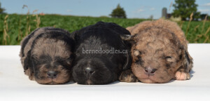 bernedoodles, bernedoodle puppies, bernedoodlees for sale, bernedoodles in canada, tri colour bernedoodles, tri colour, tri colour bernedoodles, tri colour bernedoodles, bernedoodles, bernedoodle breeders, bernedoodle breeders, bernedoodles, bernedoodles, bernedoodles. bernedoodle puppies for sale, berniedoodles, bernadoodles, bernesedoodles, bernedoodles, bernedoodles, bernedoodles, bernedoodle, bernedoodle, bernedoodle, bernedoodle, bernedoodle, bernedoodle puppies, bernedoodle breeders, bernedoodles, bernedoodle puppies, available bernedoodle puppies, available Bernedoodle puppies, tri colour bernedoodle,bernedoodle, bernedoodle, bernedoodle, bernedoodle, bernedoodles, bernedoodle puppies Ontario, bernedoodle, bernedooodle, bernedoodle, bernedoodle, bernedoodle, bernedoodle, bernedoodles, bernedoodle puppies, bernedoodle puppy, bernedoodle breeder in Canada, bernedoodle breeder in Ontario, bernedoodles, bernedoodles for sale, bernedoodles, Willow Brooke Bernedoodles, bernadoodles, available puppies, available Bernedoodle puppies, bernedoodles British Columbia, bernedoodles Alberta, bernedoodles Ontario, bernedoodles Toronto, bernedoodles Quebec, bernedoodles Nova Scotia, bernedoodles Newfoundland, bernedoodles New Brunswick, Bernese mountain dog, labradoodles, goldendoodles, bernedoodles, swiss ridge, swiss ridge kennel, swiss ridge bernedoodles, bernadoodles, berniedoodles, bernedoodles for sale, bernedoodles, bernedoodle, bernedoodle, bernedoodle, bernedoodle, bernedoodle, bernedoodle, bernedoodles, bernedoodles, bernedoodles, bernedoodle, bernedoodle puppy, bernedoodles Toronto, bernedoodles, bernedoodles, bernedoodle, bernedoodles, bernedoodle, bernedoodle, bernedoodle, bernedoodle, bernedoodle, bernedoodle, bernedoodles, bernedoodle, bernedoodles, bernedoodles, bernedoodles, Willow Brooke Bernedoodles, available Bernedoodle puppies, Bernedoodles Canada, bernedoodle, burnadoodle, berniedoodle, bernadoodle, bernadoodle, bernedoodle, bernedoodles, Bernedoodles, Bernese Mountain Dog, Poodle, Standard Poodle, Moyan Poodle, Mini Bernedoodle, Medium Bernedoodle, Standard Bernedoodle, Bernedoodles, bernedoodle, Bernedoodle Canada, bernedoodles bernedoodles bernedoodles, bernedoodles, Willow Brooke Bernedoodles, available bernedoodles, available Bernedoodles, Bernedoodles, bernedoodles, bernedoodle, bernedoodle, bernedoodles, bernedoodle, bernedoodle, bernedoodles, bernedoodle puppy, bernedoodle, bernedoodle, bernedoodles, bernedoodles, bernedoodle, bernedoodle, bernedoodles, bernedoodle puppies, bernedoodle breeder, Ontario bernedoodle puppies, bernedoodles for sale, available bernedoodle puppies, bernedoodle litters, bernedoodles in New York, bernedoodle, bernedoodle puppy, bernedoodle puppies, bernedoodles Ontario, bernedoodle, bernadoodle, bernadoodle, bernedoodles, bernedoodle puppies for sale, puppies for sale, bernedoodle, berniedoodle, bernedoodles in ontario, bernedoodles in Canada