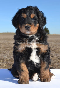 bernedoodles, bernedoodle puppies, bernedoodlees for sale, bernedoodles in canada, tri colour bernedoodles, tri colour, tri colour bernedoodles, tri colour bernedoodles, bernedoodles, bernedoodle breeders, bernedoodle breeders, bernedoodles, bernedoodles, bernedoodles. bernedoodle puppies for sale, berniedoodles, bernadoodles, bernesedoodles, bernedoodles, bernedoodles, bernedoodles, bernedoodle, bernedoodle, bernedoodle, bernedoodle, bernedoodle, bernedoodle puppies, bernedoodle breeders, bernedoodles, bernedoodle puppies, available bernedoodle puppies, available Bernedoodle puppies, tri colour bernedoodle,bernedoodle, bernedoodle, bernedoodle, bernedoodle, bernedoodles, bernedoodle puppies Ontario, bernedoodle, bernedooodle, bernedoodle, bernedoodle, bernedoodle, bernedoodle, bernedoodles, bernedoodle puppies, bernedoodle puppy, bernedoodle breeder in Canada, bernedoodle breeder in Ontario, bernedoodles, bernedoodles for sale, bernedoodles, Willow Brooke Bernedoodles, bernadoodles, available puppies, available Bernedoodle puppies, bernedoodles British Columbia, bernedoodles Alberta, bernedoodles Ontario, bernedoodles Toronto, bernedoodles Quebec, bernedoodles Nova Scotia, bernedoodles Newfoundland, bernedoodles New Brunswick, Bernese mountain dog, labradoodles, goldendoodles, bernedoodles, swiss ridge, swiss ridge kennel, swiss ridge bernedoodles, bernadoodles, berniedoodles, bernedoodles for sale, bernedoodles, bernedoodle, bernedoodle, bernedoodle, bernedoodle, bernedoodle, bernedoodle, bernedoodles, bernedoodles, bernedoodles, bernedoodle, bernedoodle puppy, bernedoodles Toronto, bernedoodles, bernedoodles, bernedoodle, bernedoodles, bernedoodle, bernedoodle, bernedoodle, bernedoodle, bernedoodle, bernedoodle, bernedoodles, bernedoodle, bernedoodles, bernedoodles, bernedoodles, Willow Brooke Bernedoodles, available Bernedoodle puppies, Bernedoodles Canada, bernedoodle, burnadoodle, berniedoodle, bernadoodle, bernadoodle, bernedoodle, bernedoodles, Bernedoodles, Bernese Mountain Dog, Poodle, Standard Poodle, Moyan Poodle, Mini Bernedoodle, Medium Bernedoodle, Standard Bernedoodle, Bernedoodles, bernedoodle, Bernedoodle Canada, bernedoodles bernedoodles bernedoodles, bernedoodles, Willow Brooke Bernedoodles, available bernedoodles, available Bernedoodles, Bernedoodles, bernedoodles, bernedoodle, bernedoodle, bernedoodles, bernedoodle, bernedoodle, bernedoodles, bernedoodle puppy, bernedoodle, bernedoodle, bernedoodles, bernedoodles, bernedoodle, bernedoodle, bernedoodles, bernedoodle puppies, bernedoodle breeder, Ontario bernedoodle puppies, bernedoodles for sale, available bernedoodle puppies, bernedoodle litters, bernedoodles in New York, bernedoodle, bernedoodle puppy, bernedoodle puppies, bernedoodles Ontario, bernedoodle, bernadoodle, bernadoodle, bernedoodles, bernedoodle puppies for sale, puppies for sale, bernedoodle, berniedoodle, bernedoodles in ontario, bernedoodles in Canada