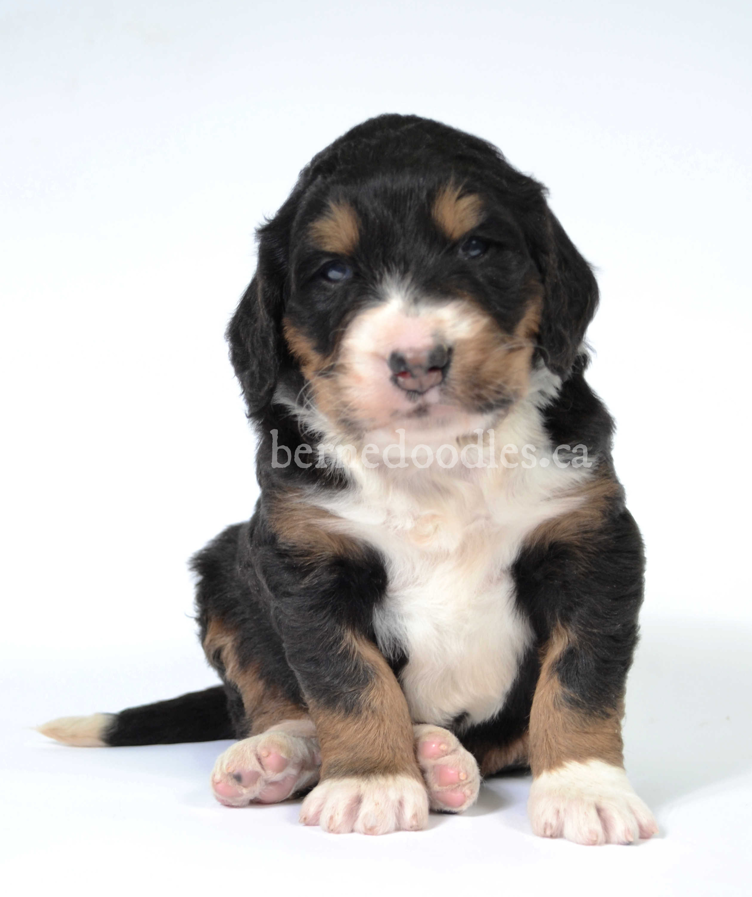 Standard bernedoodle 2024 for sale