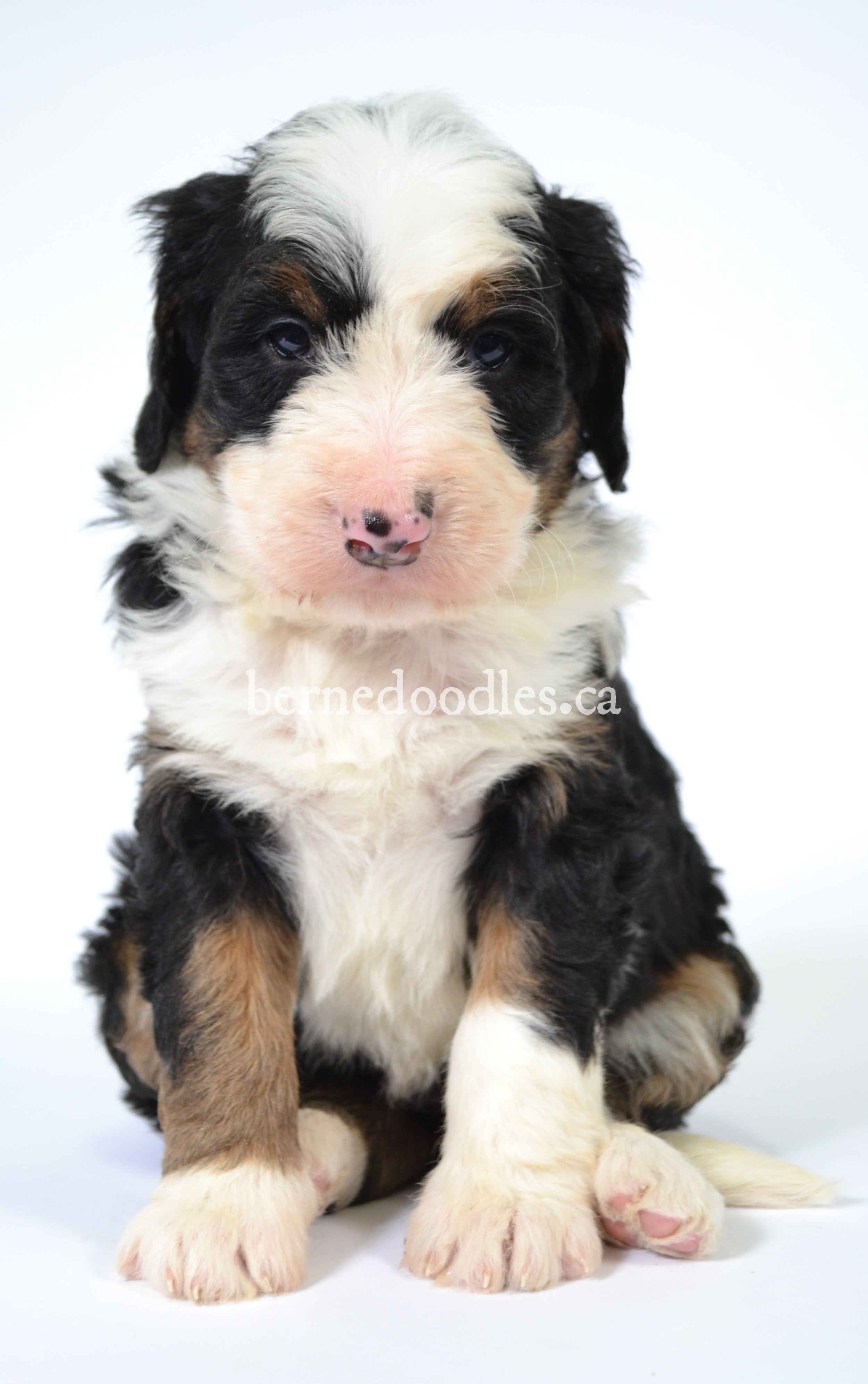 Lola s F1 Standard Bernedoodle Puppies Willow Brooke Bernedoodles Available Bernedoodle Puppies