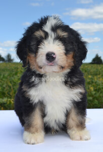 bernedoodles, bernedoodle puppies, bernedoodlees for sale, bernedoodles in canada, tri colour bernedoodles, tri colour, tri colour bernedoodles, tri colour bernedoodles, bernedoodles, bernedoodle breeders, bernedoodle breeders, bernedoodles, bernedoodles, bernedoodles. bernedoodle puppies for sale, berniedoodles, bernadoodles, bernesedoodles, bernedoodles, bernedoodles, bernedoodles, bernedoodle, bernedoodle, bernedoodle, bernedoodle, bernedoodle, bernedoodle puppies, bernedoodle breeders, bernedoodles, bernedoodle puppies, available bernedoodle puppies, available Bernedoodle puppies, tri colour bernedoodle,bernedoodle, bernedoodle, bernedoodle, bernedoodle, bernedoodles, bernedoodle puppies Ontario, bernedoodle, bernedooodle, bernedoodle, bernedoodle, bernedoodle, bernedoodle, bernedoodles, bernedoodle puppies, bernedoodle puppy, bernedoodle breeder in Canada, bernedoodle breeder in Ontario, bernedoodles, bernedoodles for sale, bernedoodles, Willow Brooke Bernedoodles, bernadoodles, available puppies, available Bernedoodle puppies, bernedoodles British Columbia, bernedoodles Alberta, bernedoodles Ontario, bernedoodles Toronto, bernedoodles Quebec, bernedoodles Nova Scotia, bernedoodles Newfoundland, bernedoodles New Brunswick, Bernese mountain dog, labradoodles, goldendoodles, bernedoodles, swiss ridge, swiss ridge kennel, swiss ridge bernedoodles, bernadoodles, berniedoodles, bernedoodles for sale, bernedoodles, bernedoodle, bernedoodle, bernedoodle, bernedoodle, bernedoodle, bernedoodle, bernedoodles, bernedoodles, bernedoodles, bernedoodle, bernedoodle puppy, bernedoodles Toronto, bernedoodles, bernedoodles, bernedoodle, bernedoodles, bernedoodle, bernedoodle, bernedoodle, bernedoodle, bernedoodle, bernedoodle, bernedoodles, bernedoodle, bernedoodles, bernedoodles, bernedoodles, Willow Brooke Bernedoodles, available Bernedoodle puppies, Bernedoodles Canada, bernedoodle, burnadoodle, berniedoodle, bernadoodle, bernadoodle, bernedoodle, bernedoodles, Bernedoodles, Bernese Mountain Dog, Poodle, Standard Poodle, Moyan Poodle, Mini Bernedoodle, Medium Bernedoodle, Standard Bernedoodle, Bernedoodles, bernedoodle, Bernedoodle Canada, bernedoodles bernedoodles bernedoodles, bernedoodles, Willow Brooke Bernedoodles, available bernedoodles, available Bernedoodles, Bernedoodles, bernedoodles, bernedoodle, bernedoodle, bernedoodles, bernedoodle, bernedoodle, bernedoodles, bernedoodle puppy, bernedoodle, bernedoodle, bernedoodles, bernedoodles, bernedoodle, bernedoodle, bernedoodles, bernedoodle puppies, bernedoodle breeder, Ontario bernedoodle puppies, bernedoodles for sale, available bernedoodle puppies, bernedoodle litters, bernedoodles in New York, bernedoodle, bernedoodle puppy, bernedoodle puppies, bernedoodles Ontario, bernedoodle, bernadoodle, bernadoodle, bernedoodles, bernedoodle puppies for sale, puppies for sale, bernedoodle, berniedoodle, bernedoodles in ontario, bernedoodles in Canada