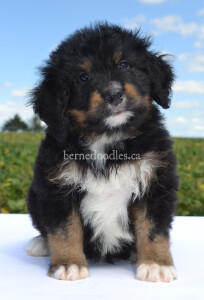 bernedoodles, bernedoodle puppies, bernedoodlees for sale, bernedoodles in canada, tri colour bernedoodles, tri colour, tri colour bernedoodles, tri colour bernedoodles, bernedoodles, bernedoodle breeders, bernedoodle breeders, bernedoodles, bernedoodles, bernedoodles. bernedoodle puppies for sale, berniedoodles, bernadoodles, bernesedoodles, bernedoodles, bernedoodles, bernedoodles, bernedoodle, bernedoodle, bernedoodle, bernedoodle, bernedoodle, bernedoodle puppies, bernedoodle breeders, bernedoodles, bernedoodle puppies, available bernedoodle puppies, available Bernedoodle puppies, tri colour bernedoodle,bernedoodle, bernedoodle, bernedoodle, bernedoodle, bernedoodles, bernedoodle puppies Ontario, bernedoodle, bernedooodle, bernedoodle, bernedoodle, bernedoodle, bernedoodle, bernedoodles, bernedoodle puppies, bernedoodle puppy, bernedoodle breeder in Canada, bernedoodle breeder in Ontario, bernedoodles, bernedoodles for sale, bernedoodles, Willow Brooke Bernedoodles, bernadoodles, available puppies, available Bernedoodle puppies, bernedoodles British Columbia, bernedoodles Alberta, bernedoodles Ontario, bernedoodles Toronto, bernedoodles Quebec, bernedoodles Nova Scotia, bernedoodles Newfoundland, bernedoodles New Brunswick, Bernese mountain dog, labradoodles, goldendoodles, bernedoodles, swiss ridge, swiss ridge kennel, swiss ridge bernedoodles, bernadoodles, berniedoodles, bernedoodles for sale, bernedoodles, bernedoodle, bernedoodle, bernedoodle, bernedoodle, bernedoodle, bernedoodle, bernedoodles, bernedoodles, bernedoodles, bernedoodle, bernedoodle puppy, bernedoodles Toronto, bernedoodles, bernedoodles, bernedoodle, bernedoodles, bernedoodle, bernedoodle, bernedoodle, bernedoodle, bernedoodle, bernedoodle, bernedoodles, bernedoodle, bernedoodles, bernedoodles, bernedoodles, Willow Brooke Bernedoodles, available Bernedoodle puppies, Bernedoodles Canada, bernedoodle, burnadoodle, berniedoodle, bernadoodle, bernadoodle, bernedoodle, bernedoodles, Bernedoodles, Bernese Mountain Dog, Poodle, Standard Poodle, Moyan Poodle, Mini Bernedoodle, Medium Bernedoodle, Standard Bernedoodle, Bernedoodles, bernedoodle, Bernedoodle Canada, bernedoodles bernedoodles bernedoodles, bernedoodles, Willow Brooke Bernedoodles, available bernedoodles, available Bernedoodles, Bernedoodles, bernedoodles, bernedoodle, bernedoodle, bernedoodles, bernedoodle, bernedoodle, bernedoodles, bernedoodle puppy, bernedoodle, bernedoodle, bernedoodles, bernedoodles, bernedoodle, bernedoodle, bernedoodles, bernedoodle puppies, bernedoodle breeder, Ontario bernedoodle puppies, bernedoodles for sale, available bernedoodle puppies, bernedoodle litters, bernedoodles in New York, bernedoodle, bernedoodle puppy, bernedoodle puppies, bernedoodles Ontario, bernedoodle, bernadoodle, bernadoodle, bernedoodles, bernedoodle puppies for sale, puppies for sale, bernedoodle, berniedoodle, bernedoodles in ontario, bernedoodles in Canada